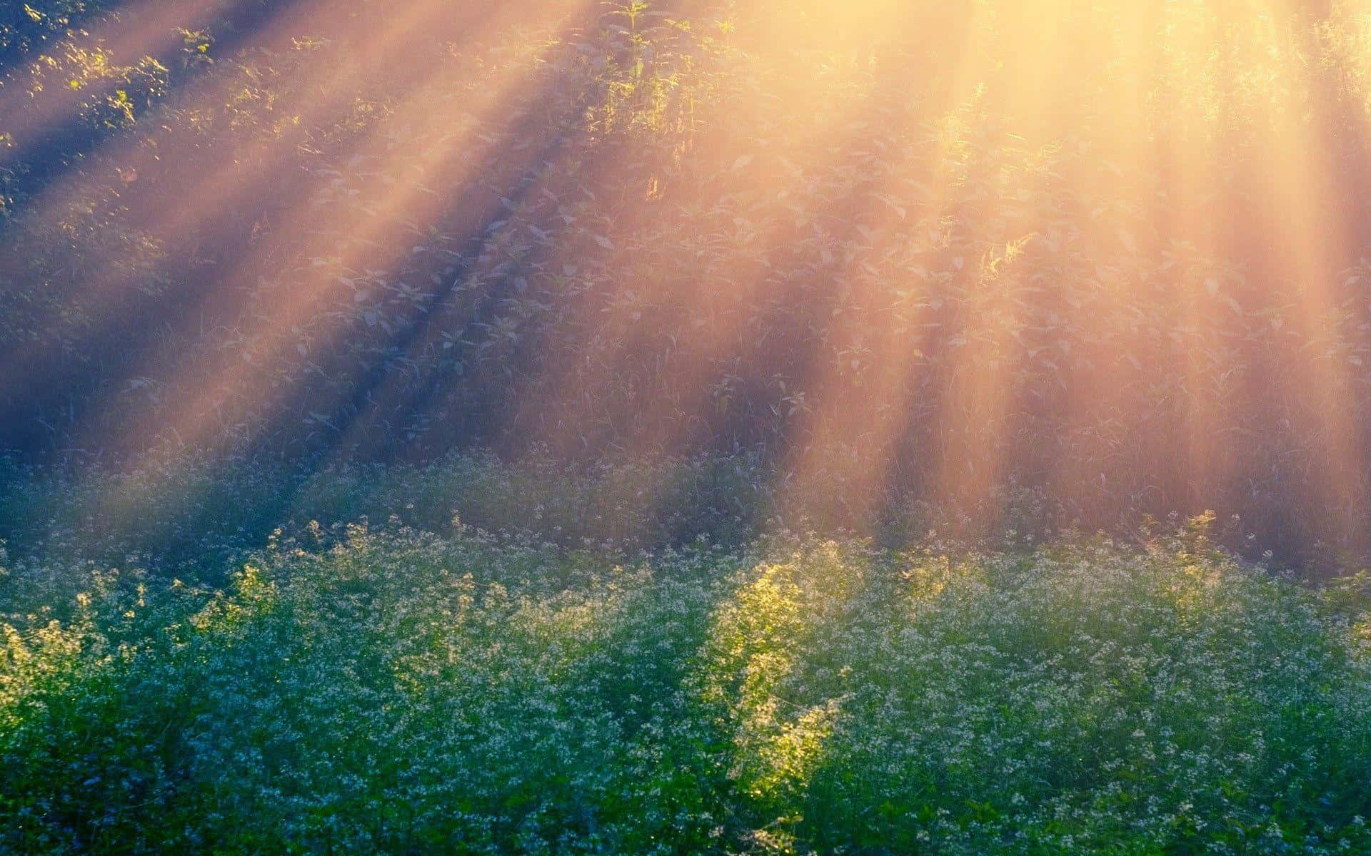 Sunlit Floral Meadow, golden sunbeams, dense foliage, Full HD Desktop Wallpaper