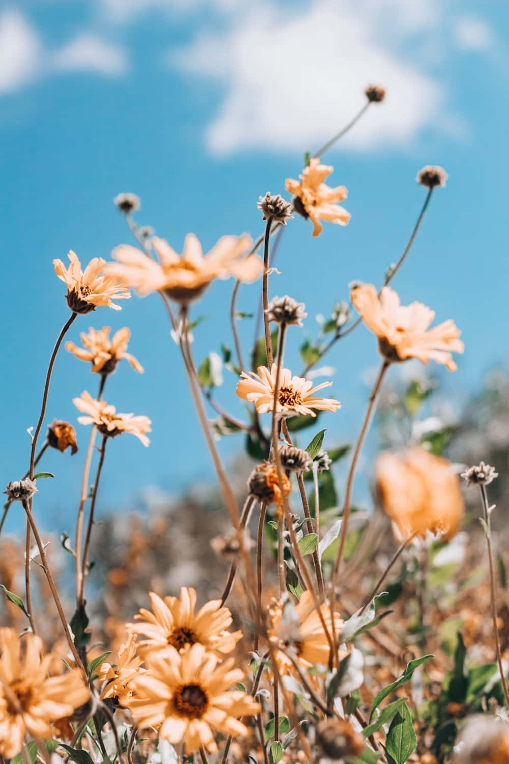 orange daisies, bright blue sky, soft white clouds, HD Phone Wallpaper