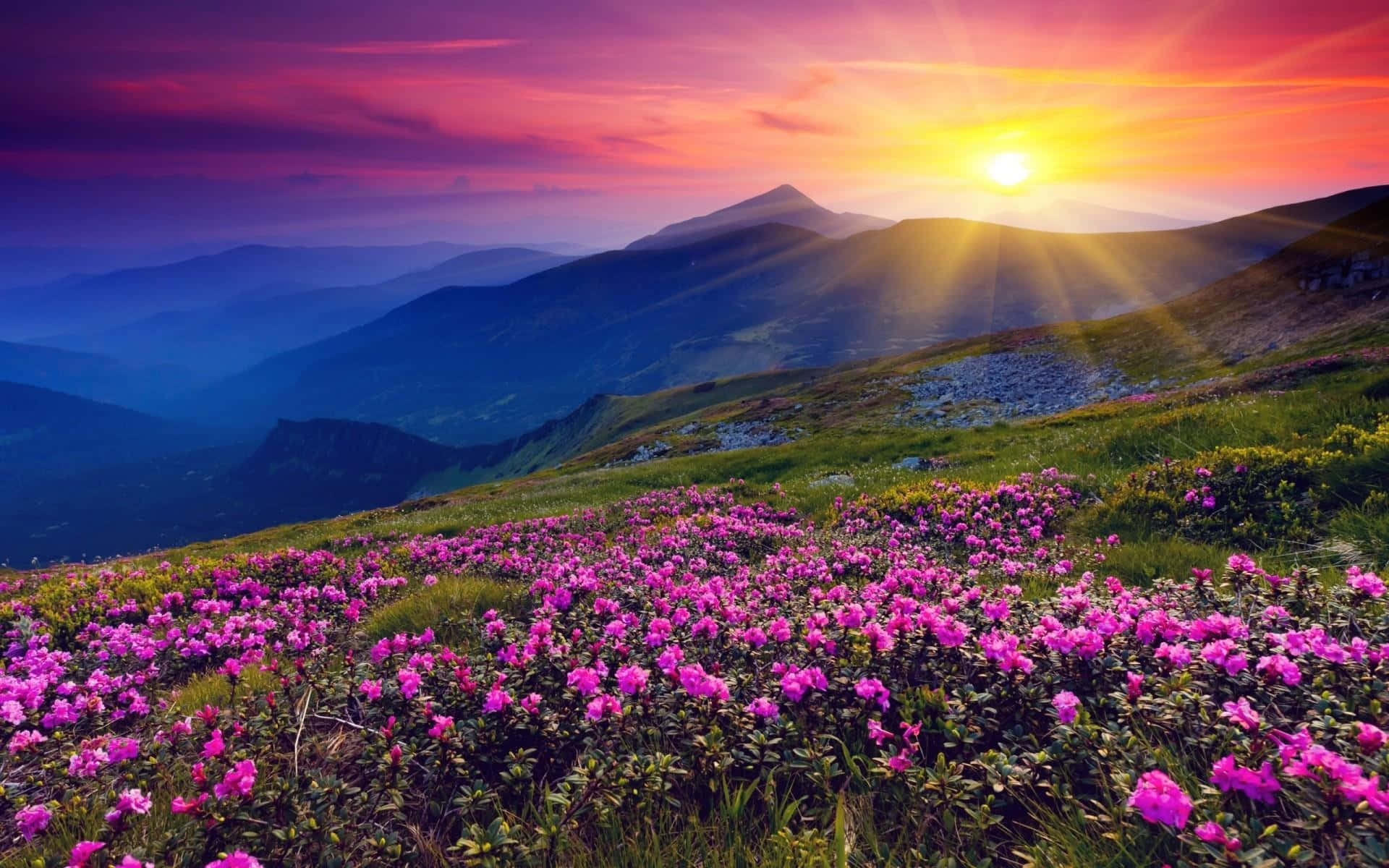 Sunset, Mountain Ridge, Vibrant Pink Flowers, Full HD Desktop Wallpaper