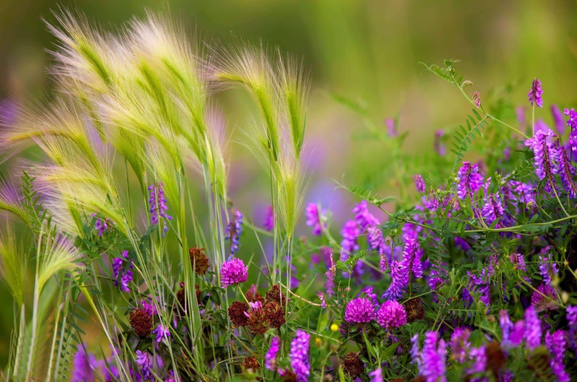 Wildflower, Meadow, Breeze, Full HD Desktop Wallpaper