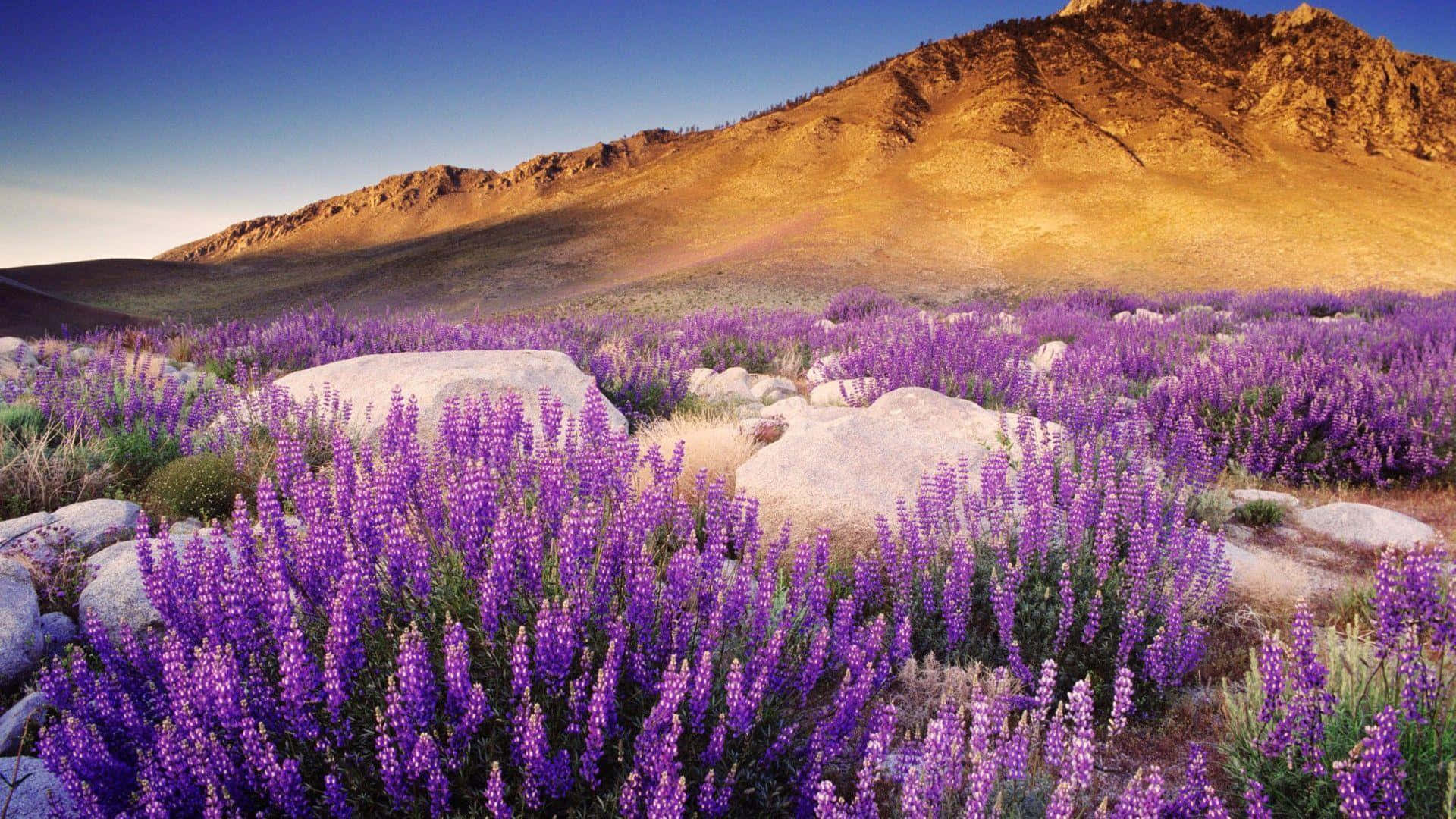 purple lupine flowers, sunlit field, large rocks, Full HD Desktop Wallpaper