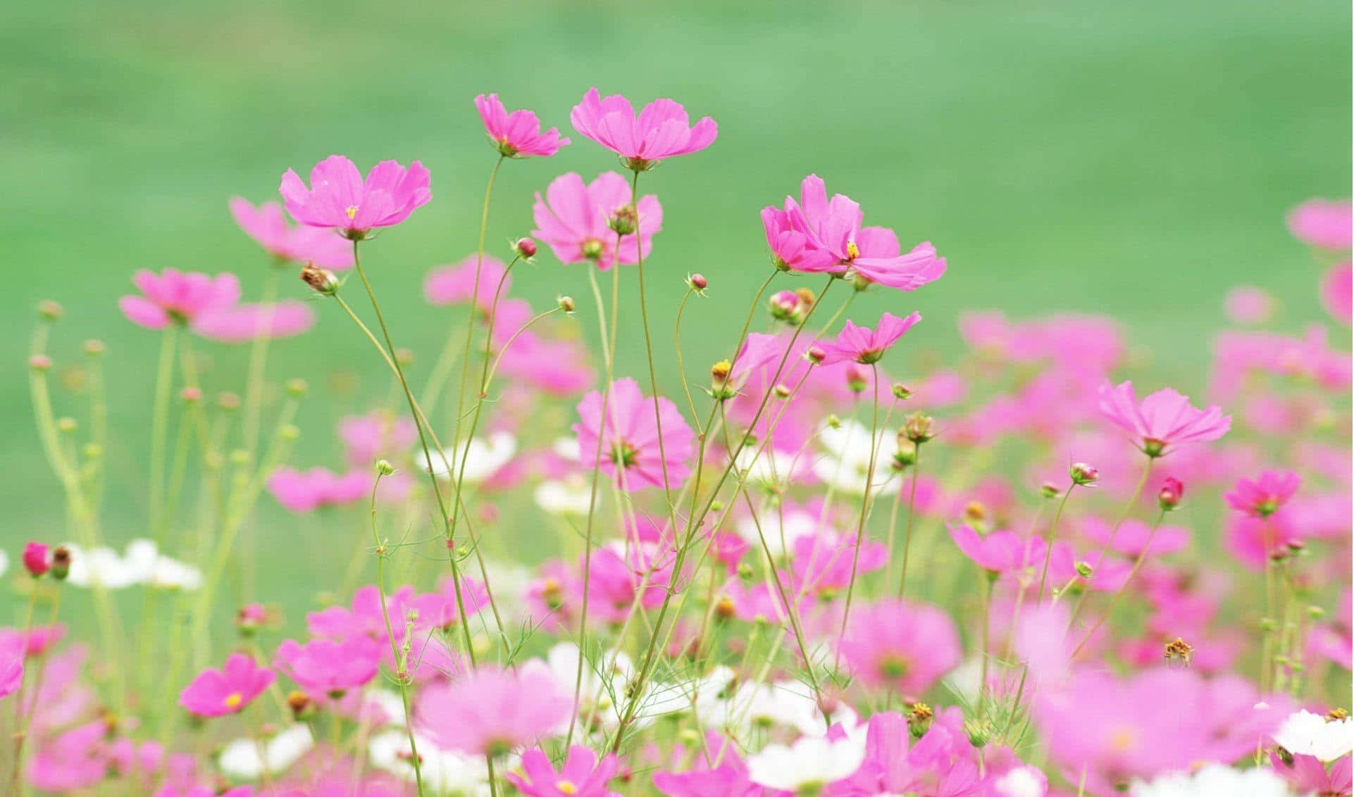 pink cosmos flowers, sunlit meadow, soft green background, Full HD Desktop Wallpaper