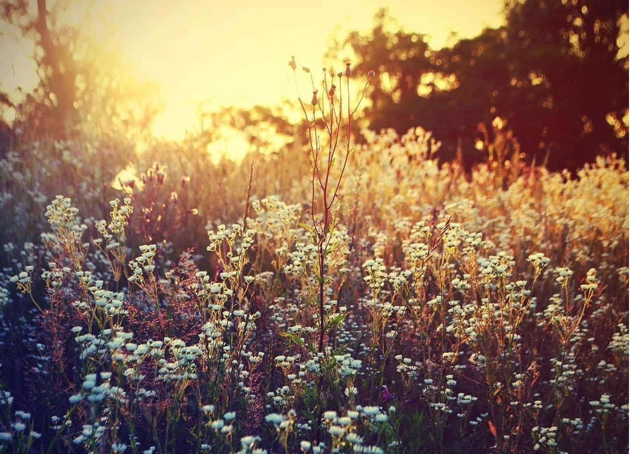 Golden Hour, wildflower meadow, sunset, HD Desktop Wallpaper
