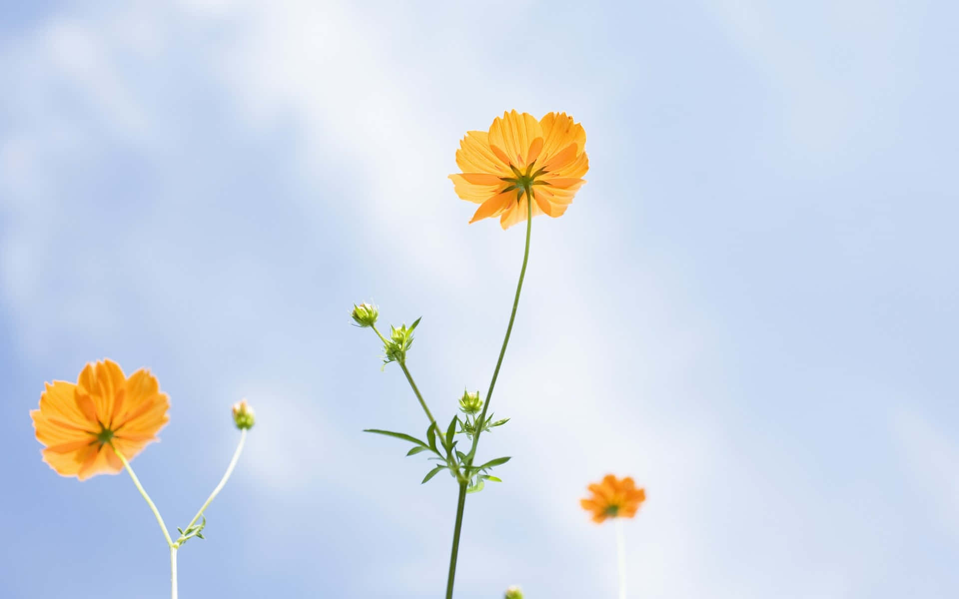 orange cosmos flowers, soft blue sky, wispy clouds, Full HD Desktop Wallpaper