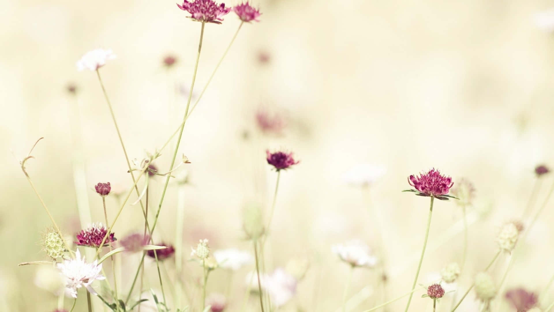 pastel meadow wildflowers, pink and white wildflowers, sunlit meadow, Full HD Desktop Wallpaper