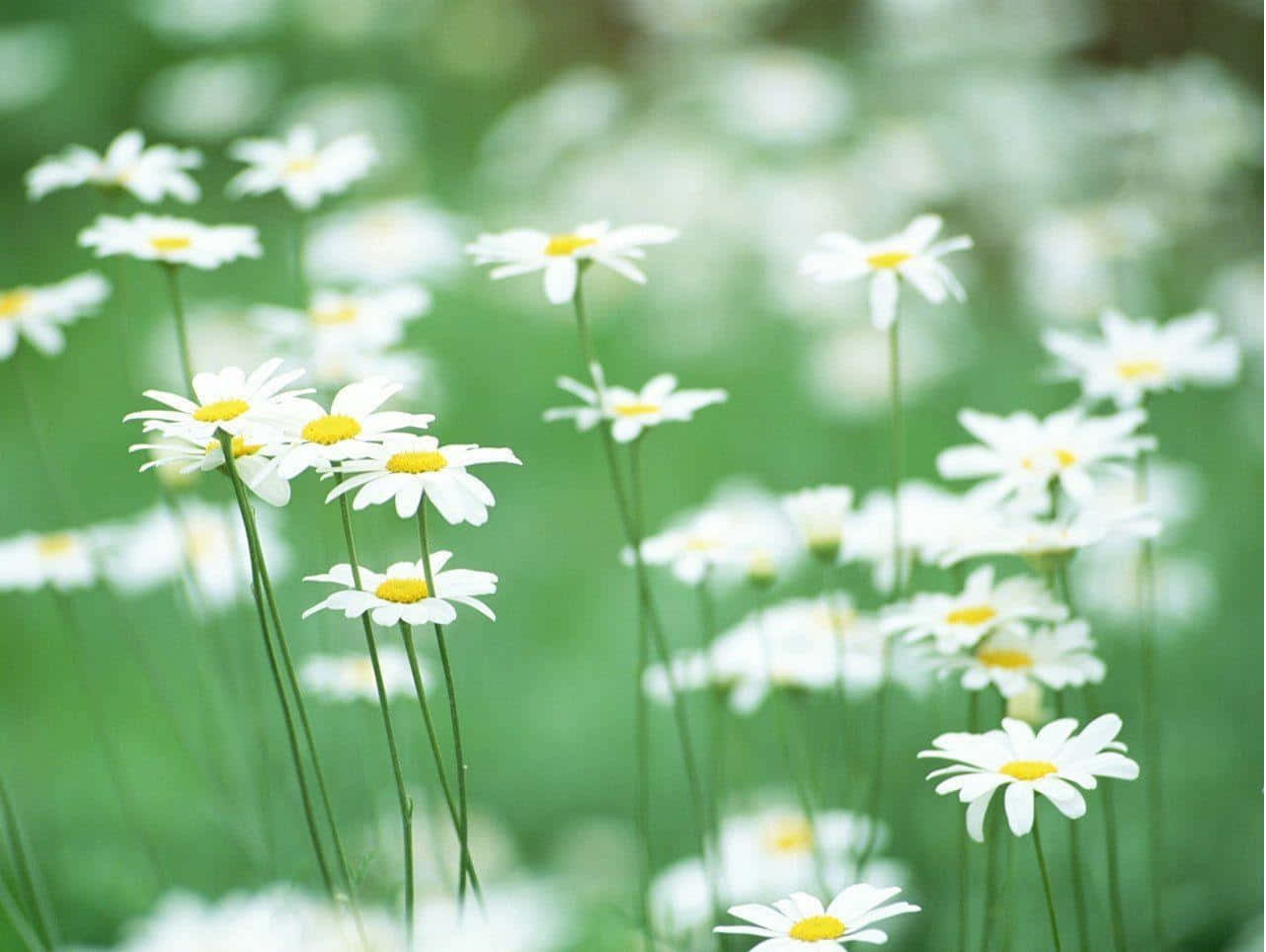 Fieldof Daisies, Springtime Bloom, daisies, HD Desktop Wallpaper