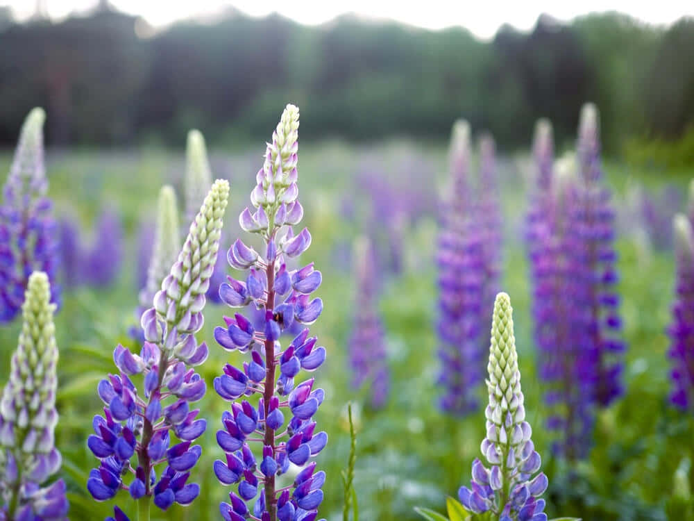 lupine field, summer bloom, sunlit meadow, SD Desktop Wallpaper