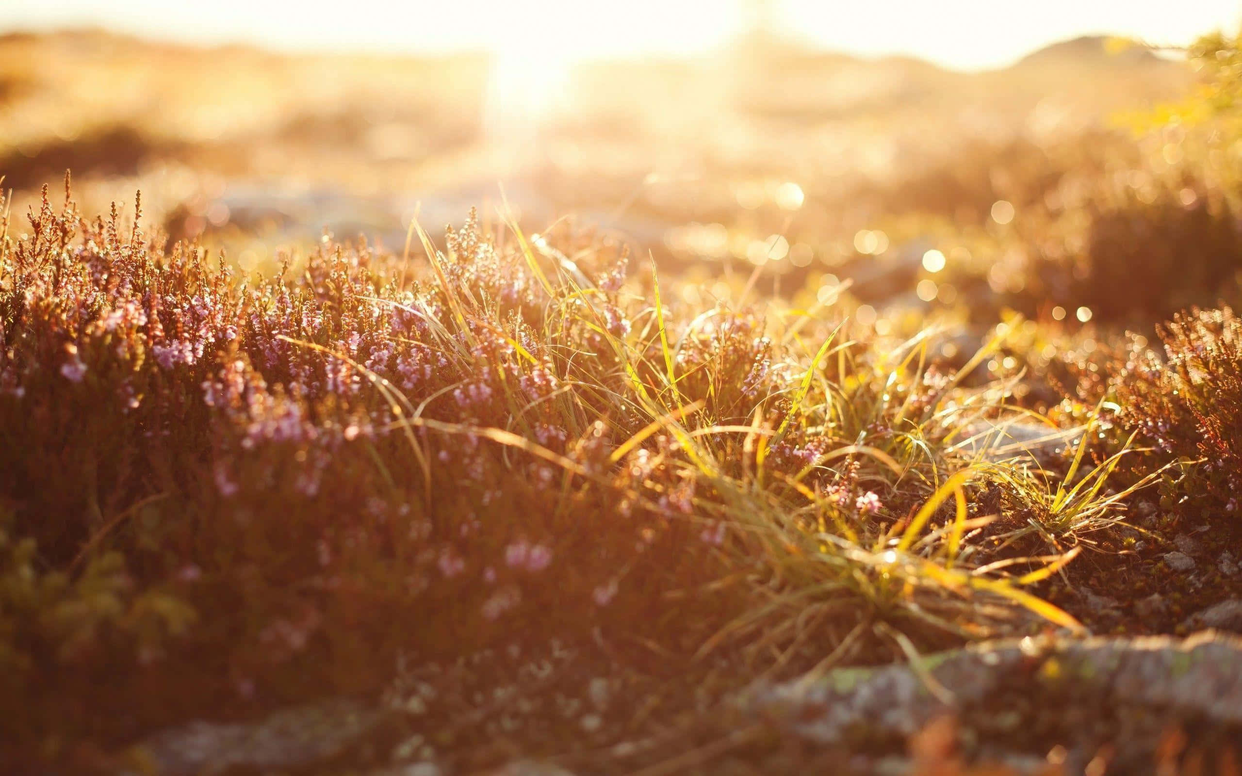 Golden Hour, purple heather, grasses, 2K Desktop Wallpaper
