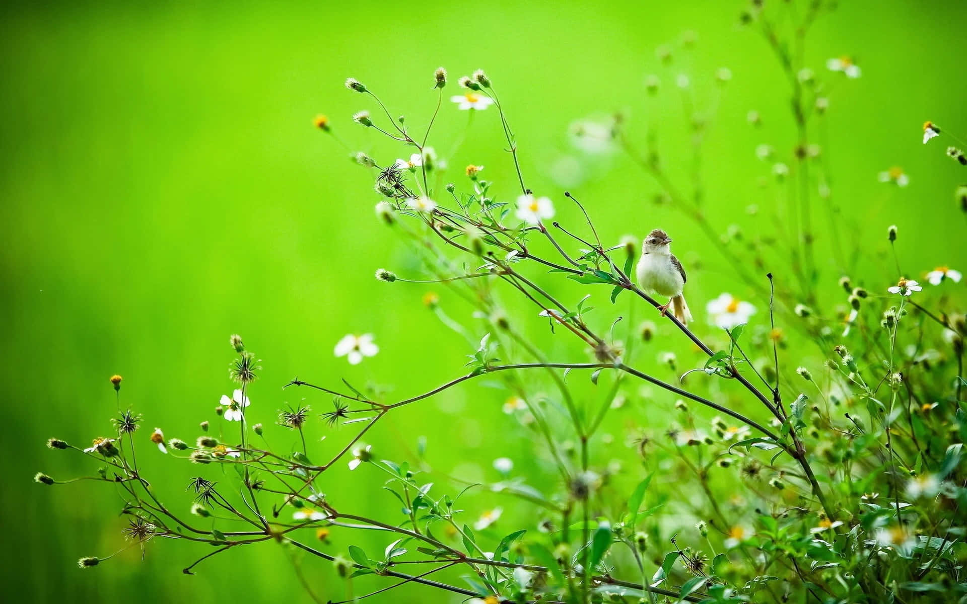 bird, wildflower meadow, slender branch, Full HD Desktop Wallpaper