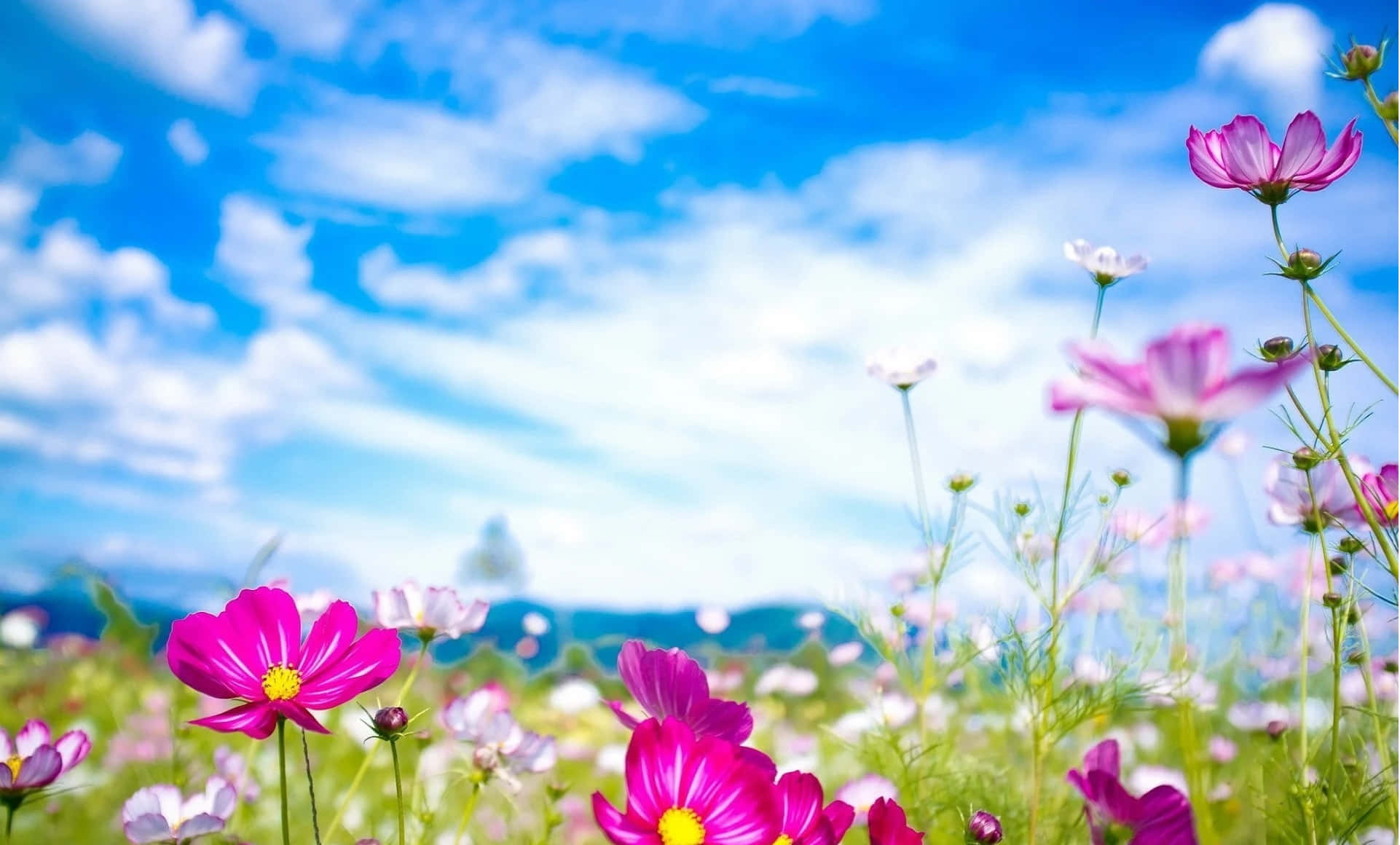 cosmos flowers, sunlit meadow, bright blue sky, Full HD Desktop Wallpaper