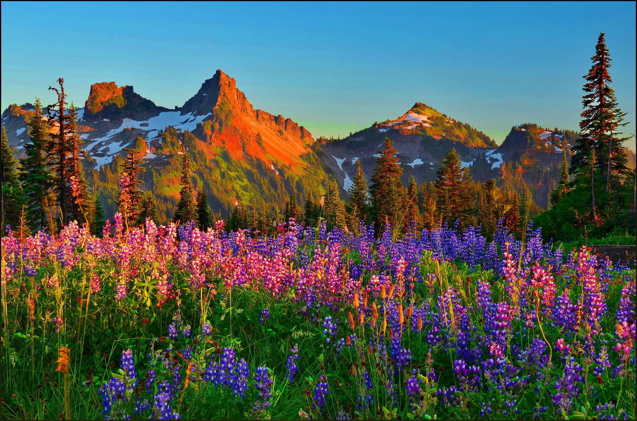 Mountain Meadow, sunset, purple lupine, Full HD Desktop Wallpaper