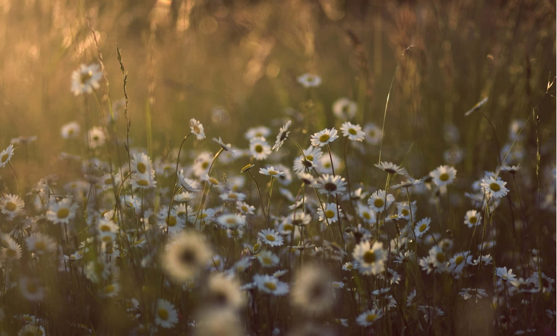 Golden Hour, daisy field, sunlight, Full HD Desktop Wallpaper