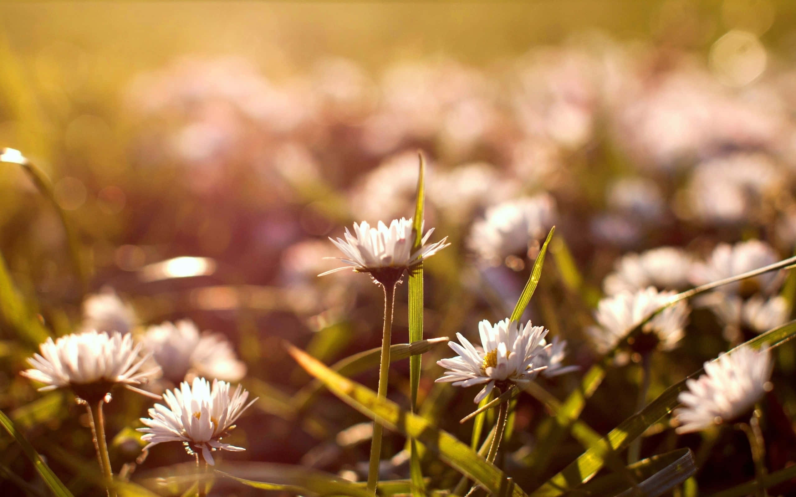 Golden Hour, white daisies, green grass, 2K Desktop Wallpaper