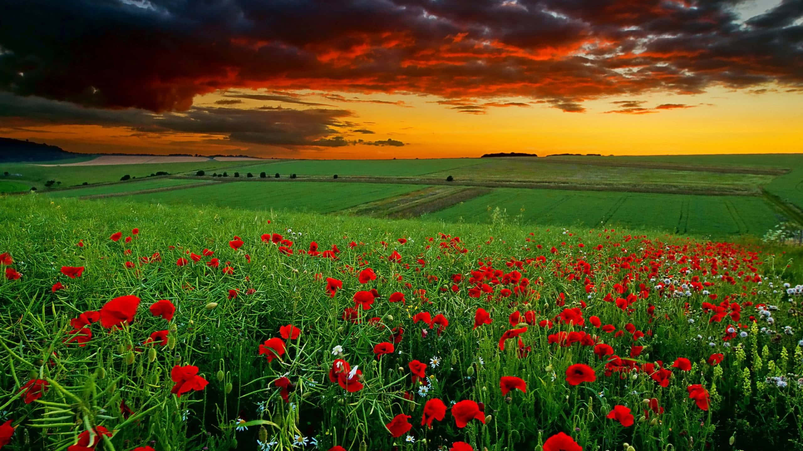 sunset, red wildflowers, fiery sunset sky, 2K Desktop Wallpaper