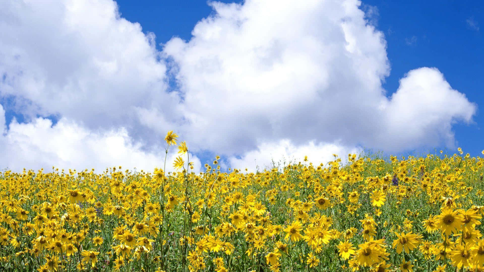 yellow wildflowers, bright blue sky, fluffy white clouds, Full HD Desktop Wallpaper