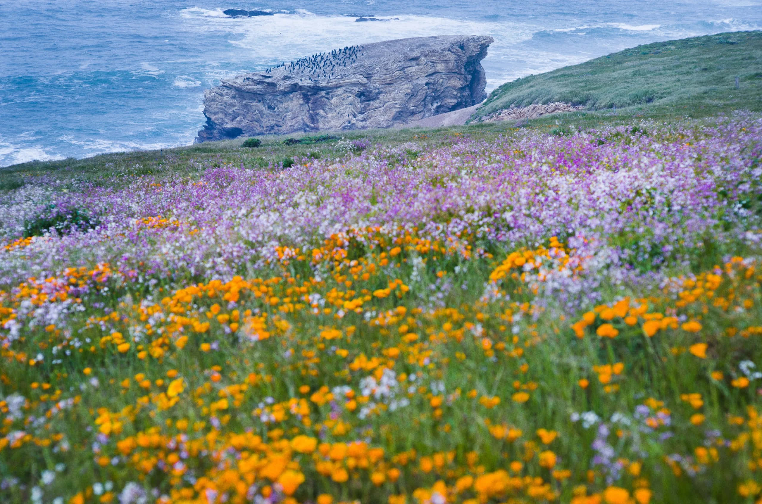 coastal cliffside, crashing blue ocean waves, vibrant orange and purple wildflowers, 2K Desktop Wallpaper