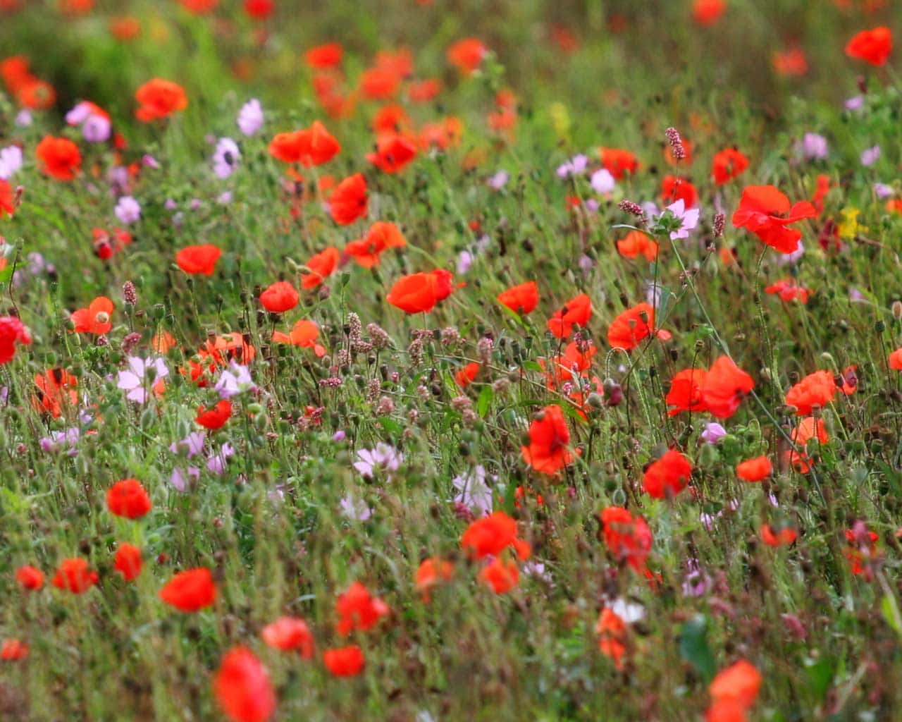 vibrant poppy field, red poppies, purple wildflowers, HD Desktop Wallpaper