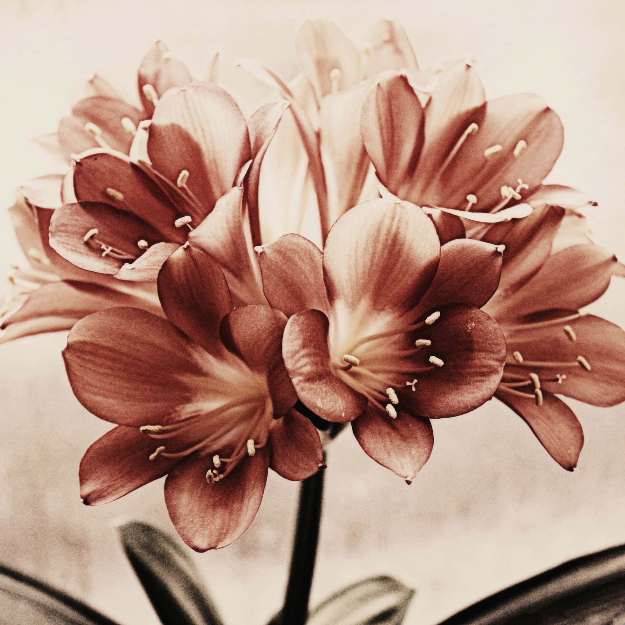vintage flower, sepia-toned amaryllis, delicate petals, Full HD Desktop Wallpaper