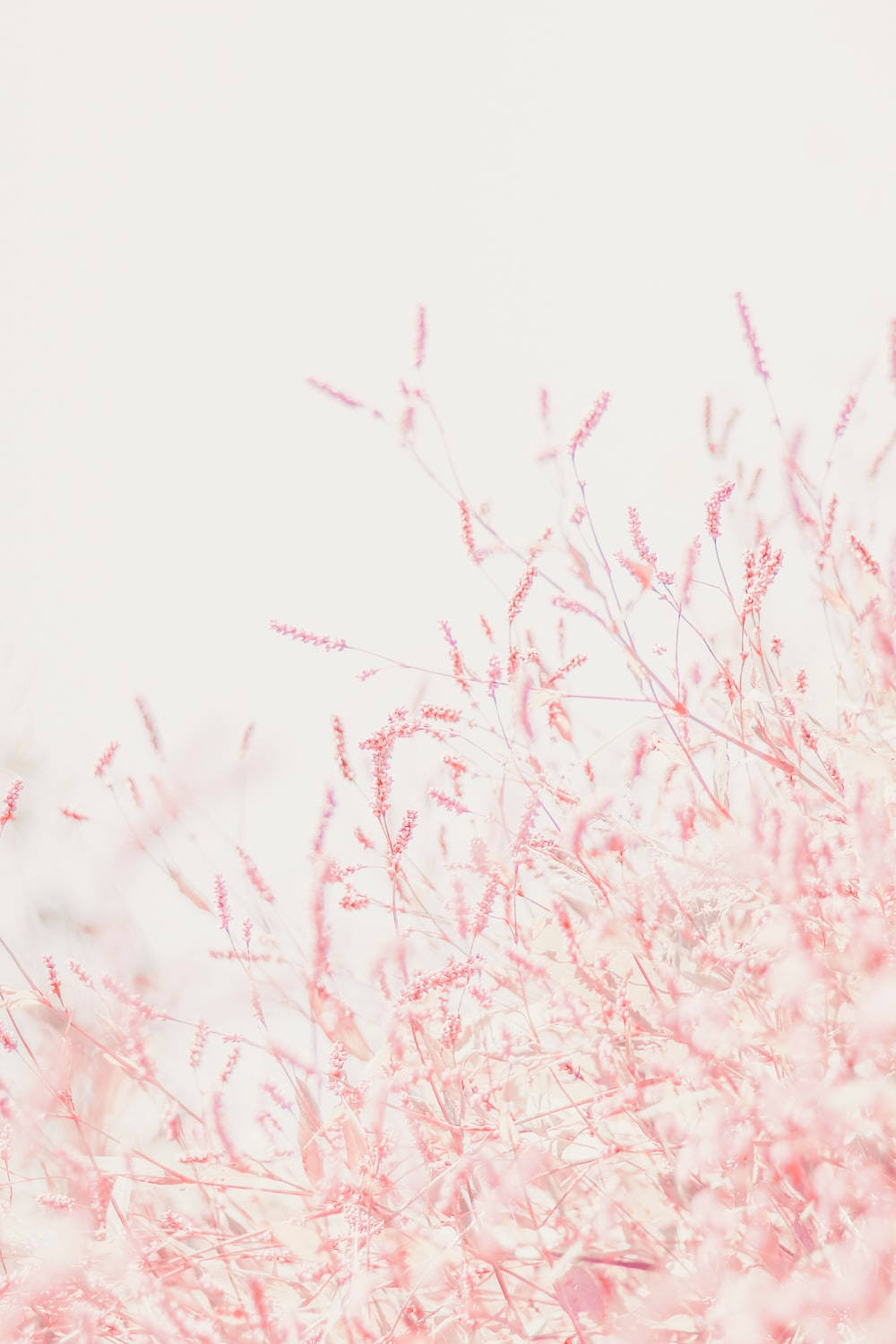Vintage Pastel, minimalist, pink wildflowers, HD Phone Wallpaper