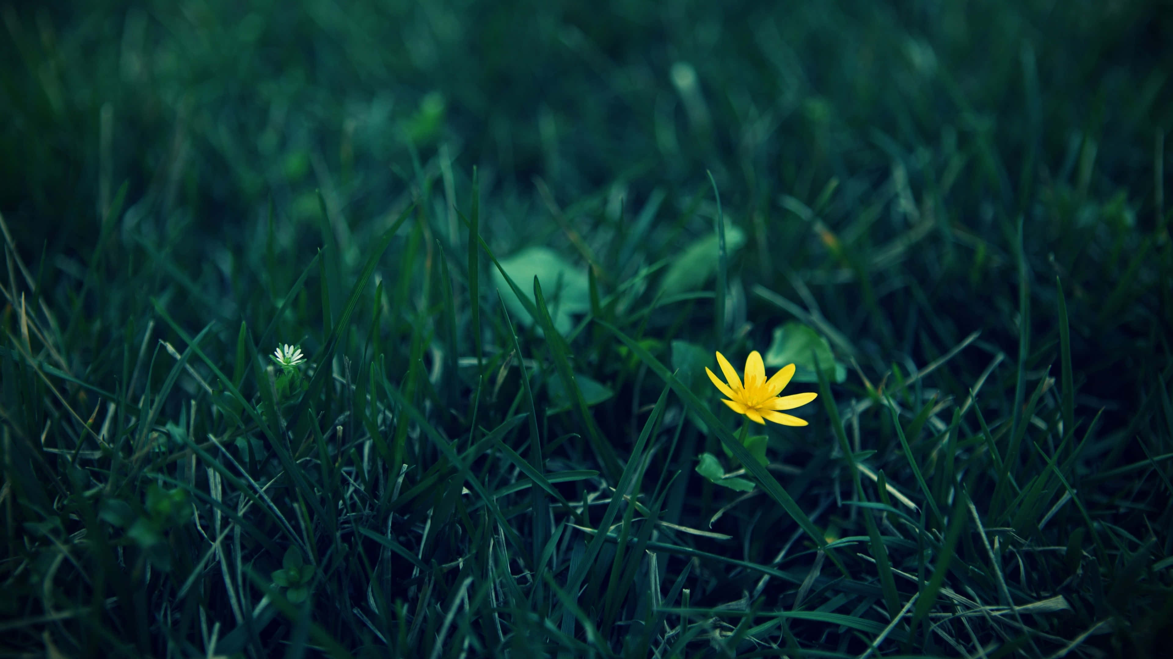 wild flower in meadows, 3840 x 2160 wallpaper, bright yellow flower, 4K Desktop Wallpaper