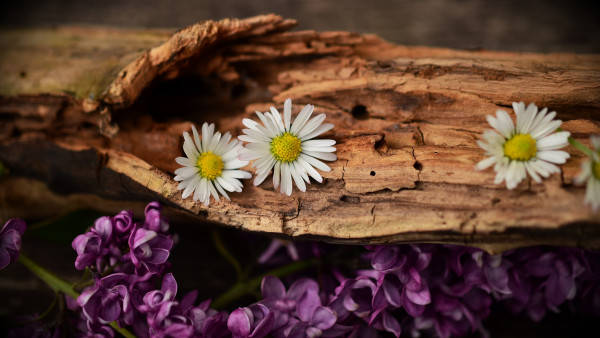 Old Wood Lilac Daisy 4K, white daisies, yellow centers, SD Desktop Wallpaper