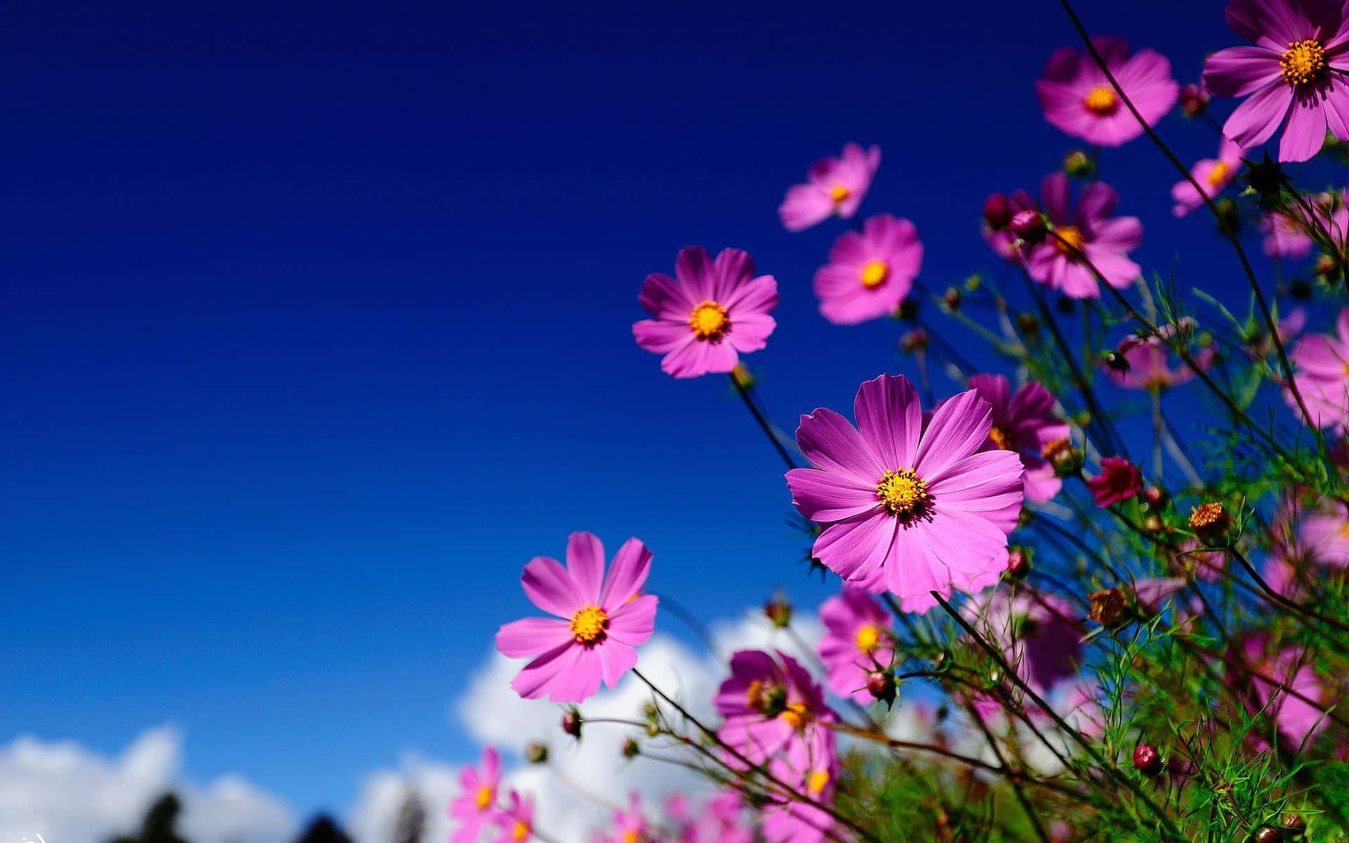 wildflowers, pink cosmos, deep blue sky, Full HD Desktop Wallpaper