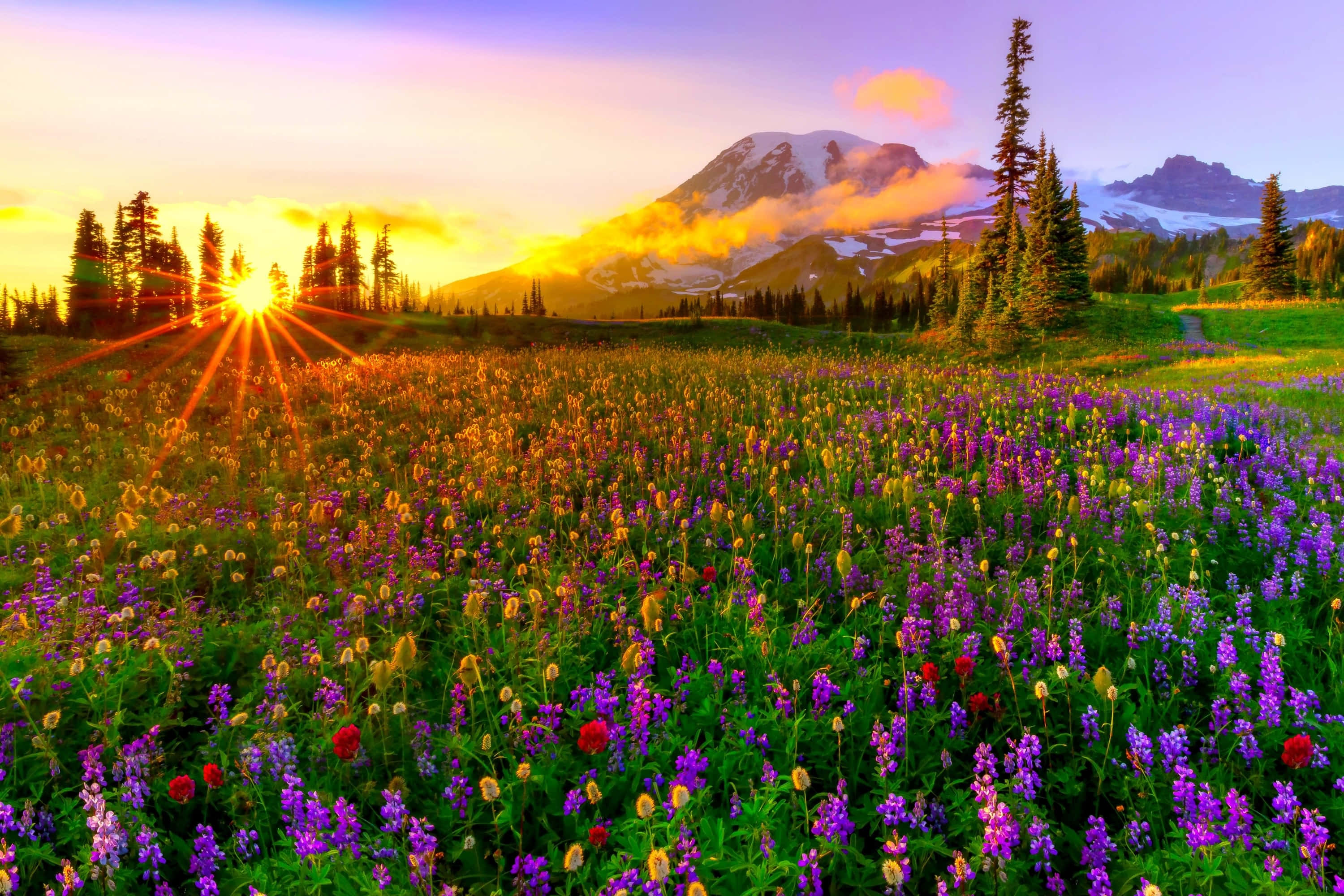 sunrise mountain, purple wildflowers, snow-capped mountain, 2K Desktop Wallpaper