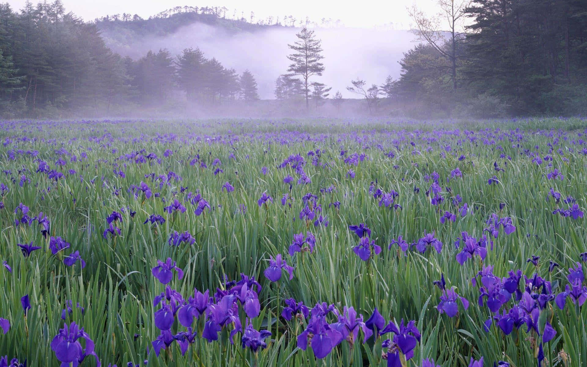 Misty Mountain, wild iris field, vibrant purple irises, Full HD Desktop Wallpaper