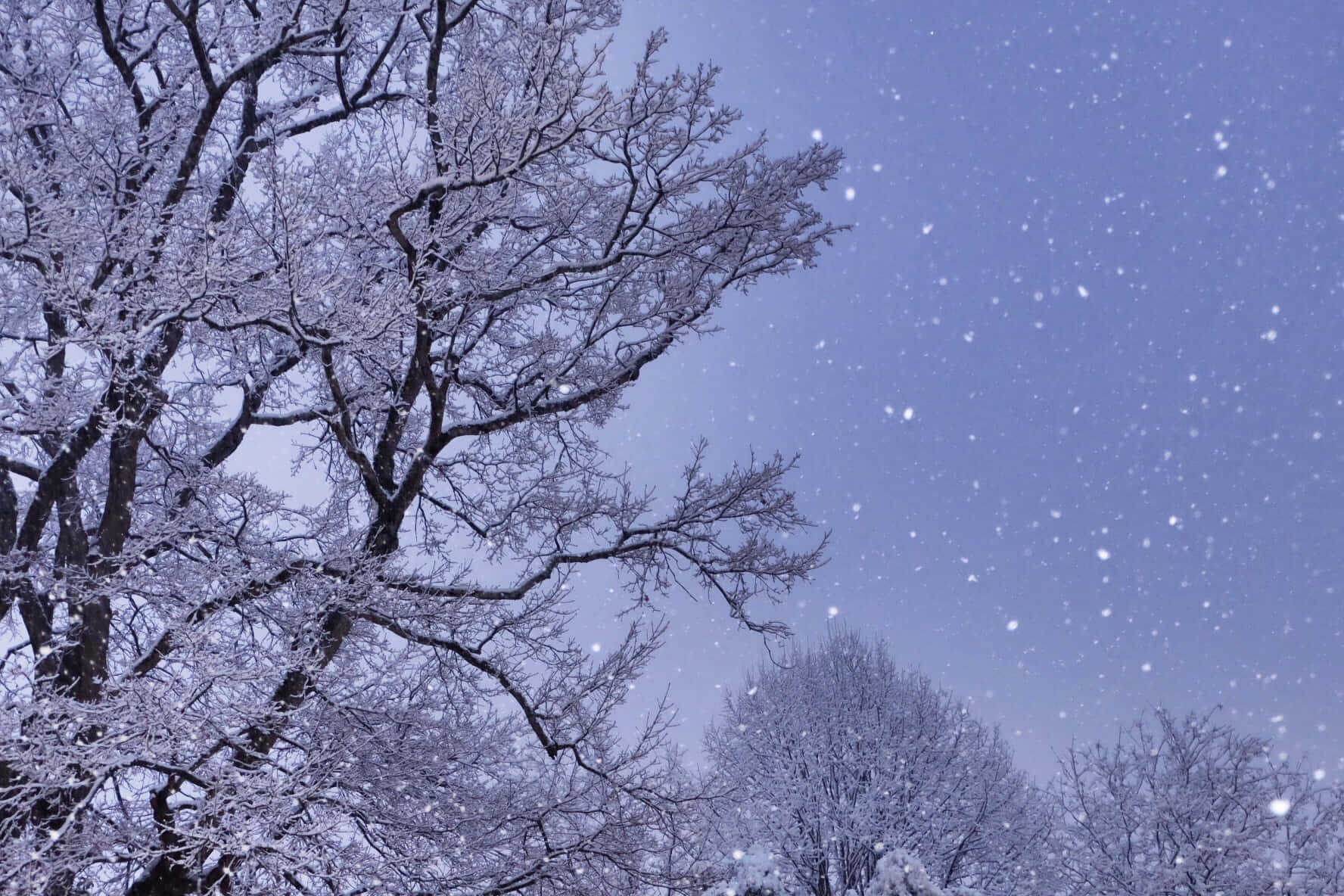 Enchanted Winter Evening Snowfall, snow, intricate tree branches, HD Desktop Wallpaper