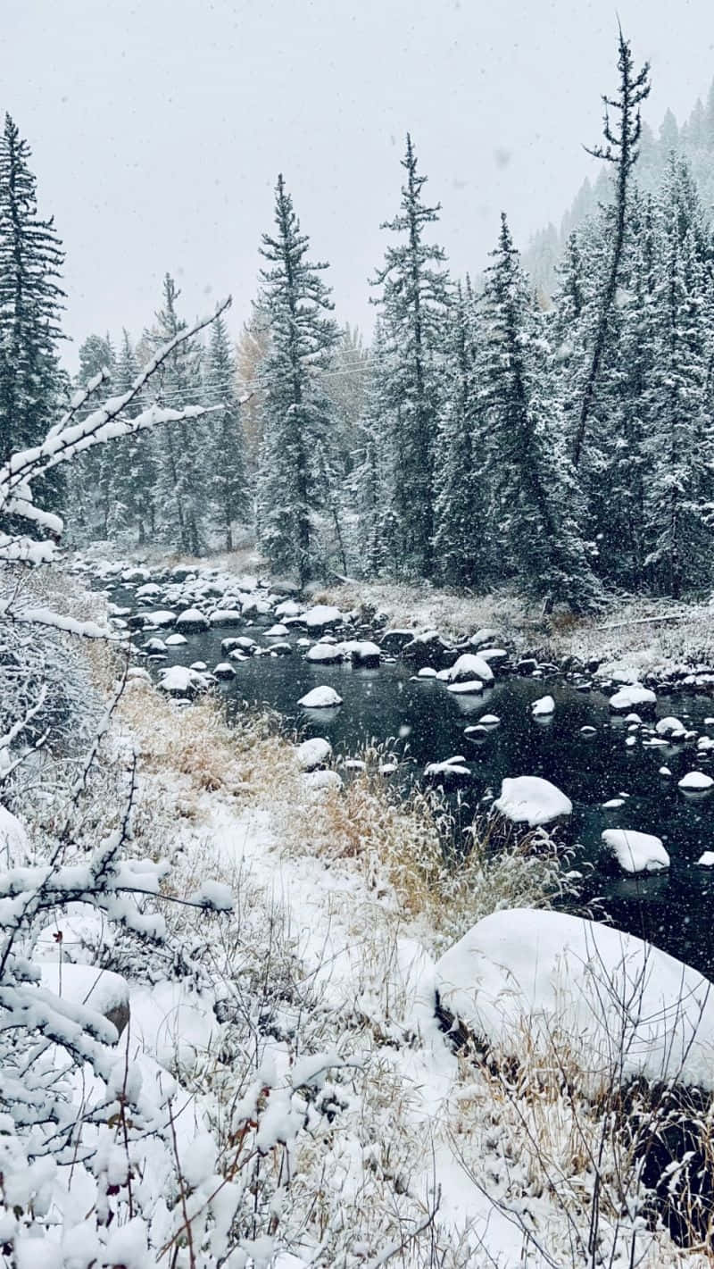 vintage winter river scene, snow-covered river, dense forest of evergreen trees, HD Phone Wallpaper