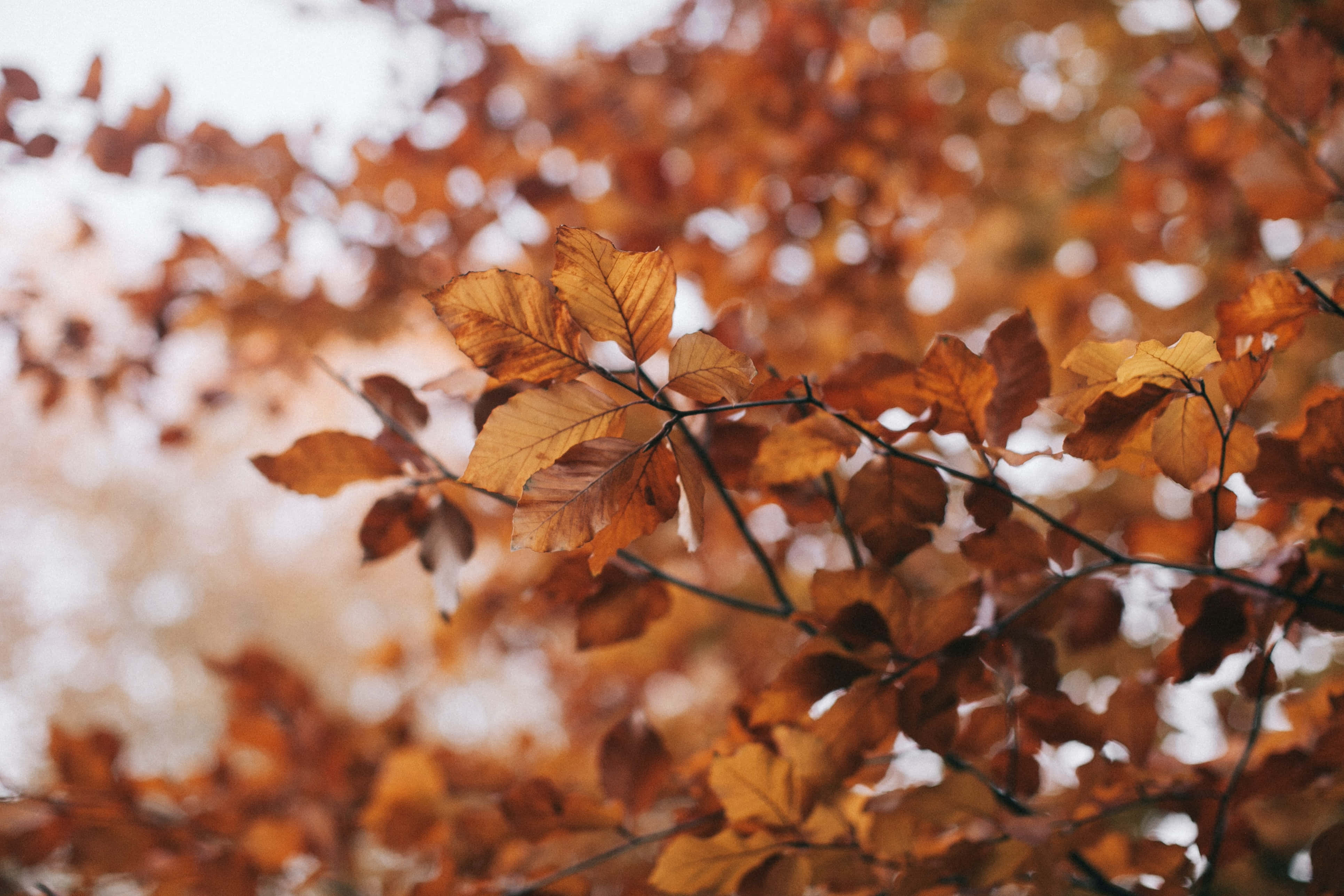 Vintage, autumn, golden autumn leaves, 4K Desktop Wallpaper