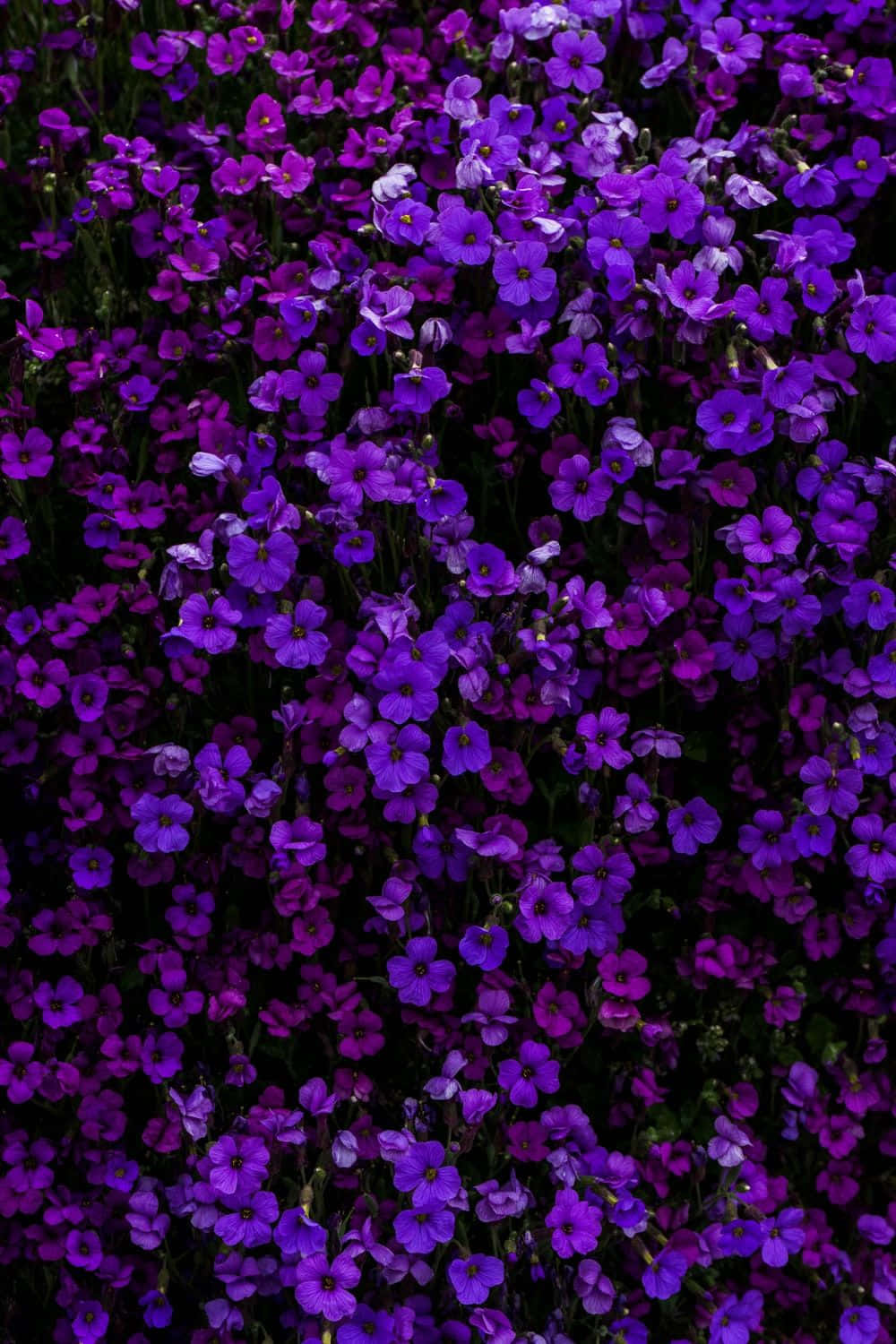 lavender purple, violet flowers, deep shadowed foliage, HD Phone Wallpaper