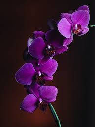 violet orchid flowers, vivid purple, deep brown backdrop, SD Phone Wallpaper