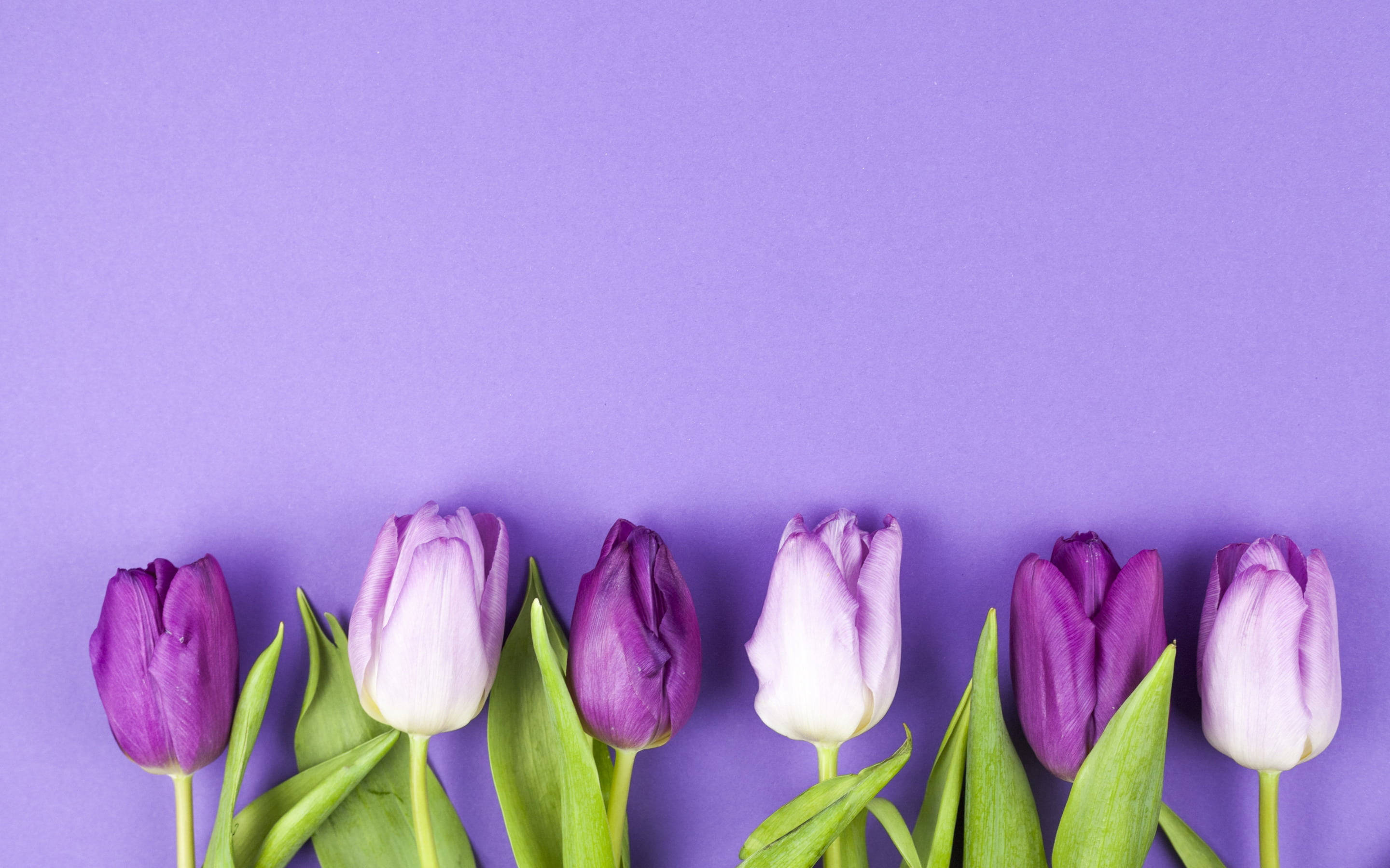 purple and white tulips, green stems, solid lavender background, 2K Desktop Wallpaper