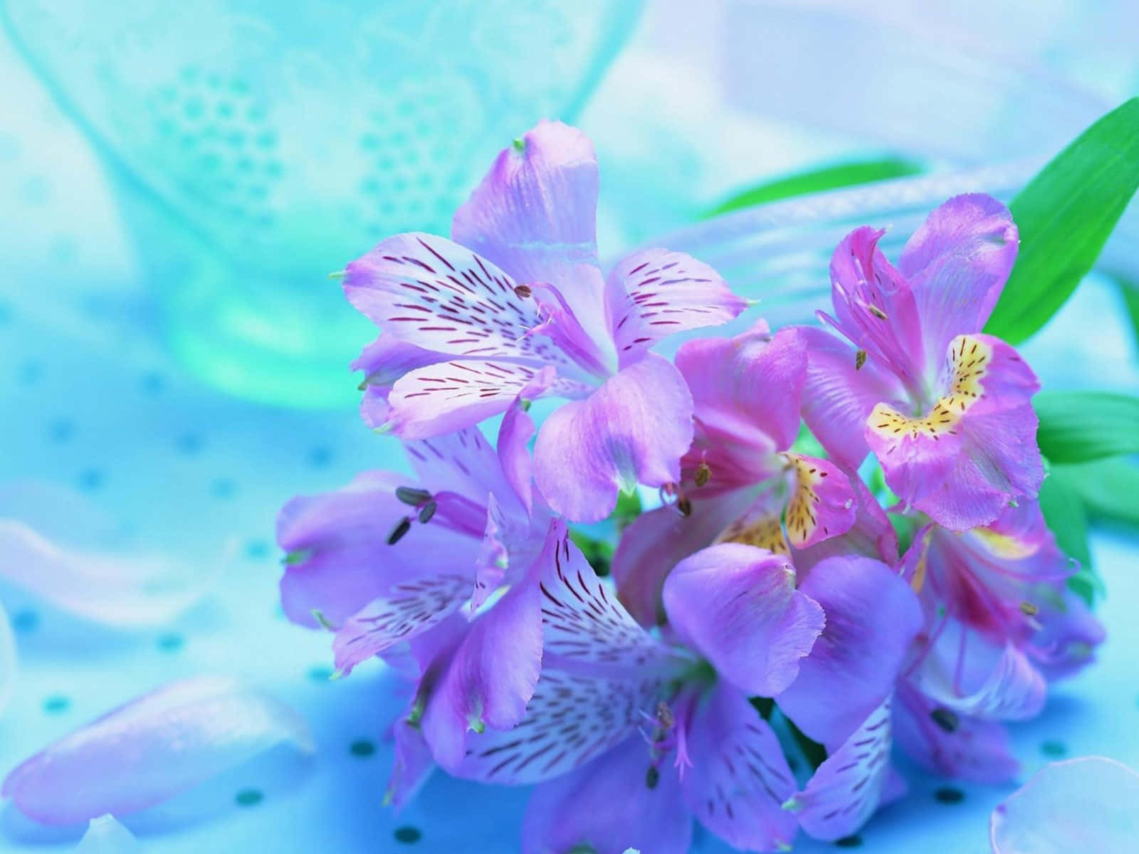 Tender Violet Lilies, vibrant purple alstroemeria, soft blue textured background, HD Desktop Wallpaper