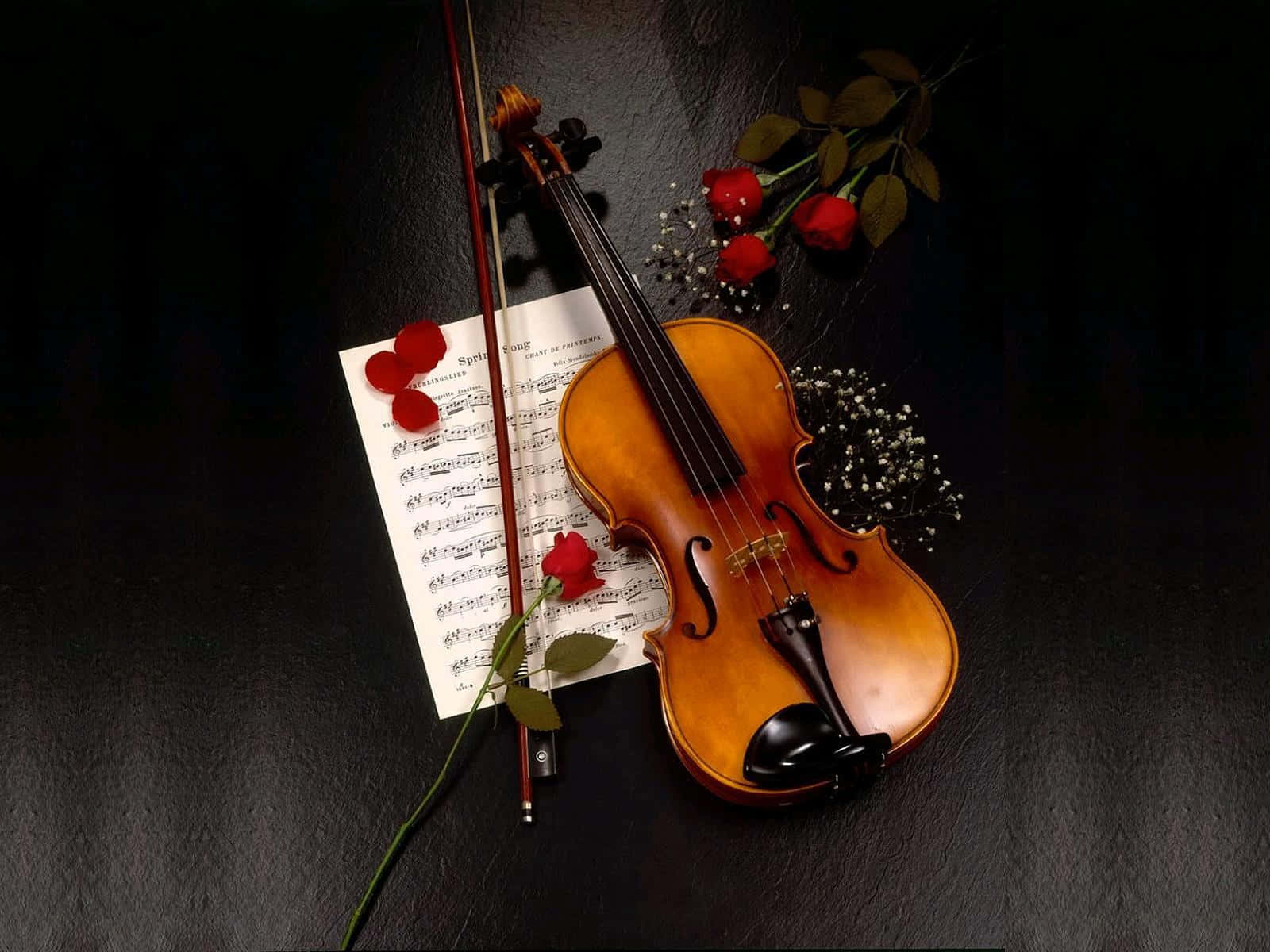 Violin, red roses, baby's breath, HD Desktop Wallpaper