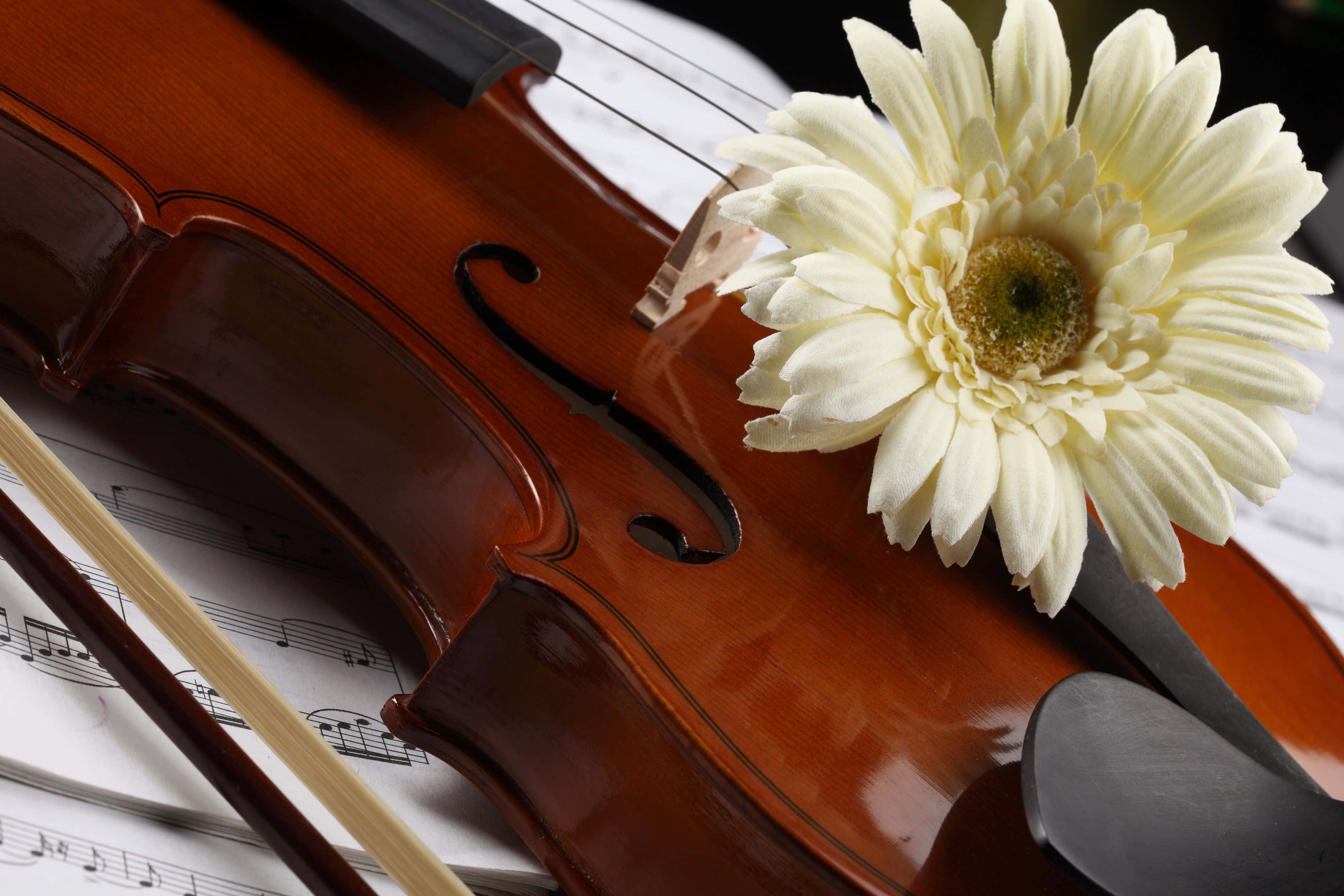 violin, polished, sheet music, 4K Desktop Wallpaper