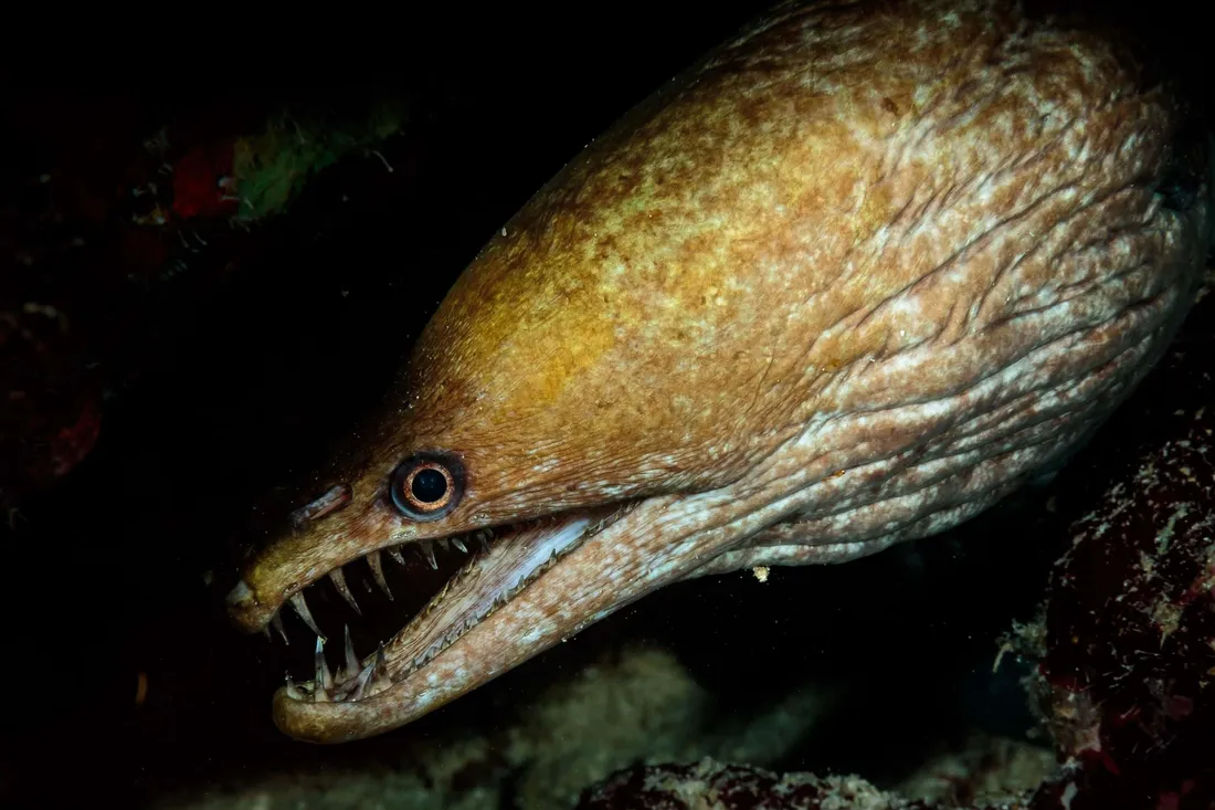 Viper Moray