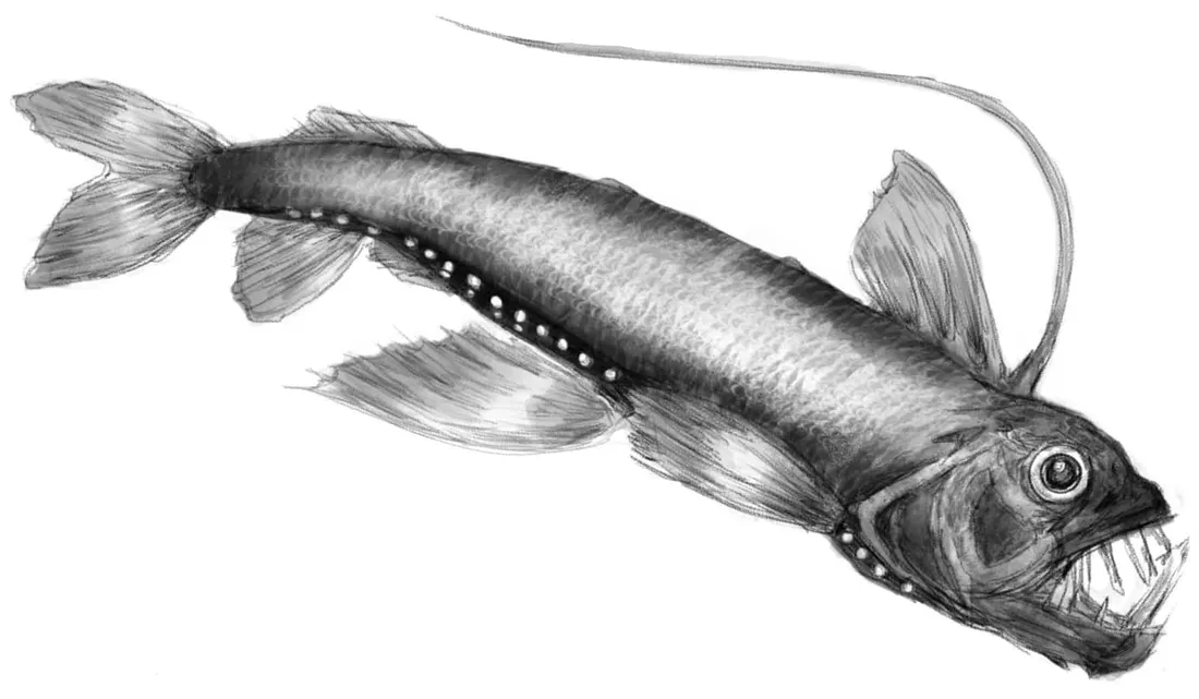 Viperfish