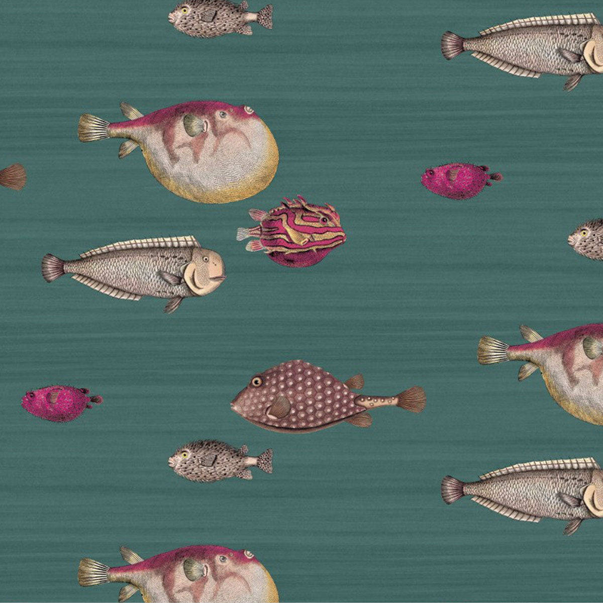 teal textured background, tropical fish, pink and brown patterns, SD Desktop Wallpaper