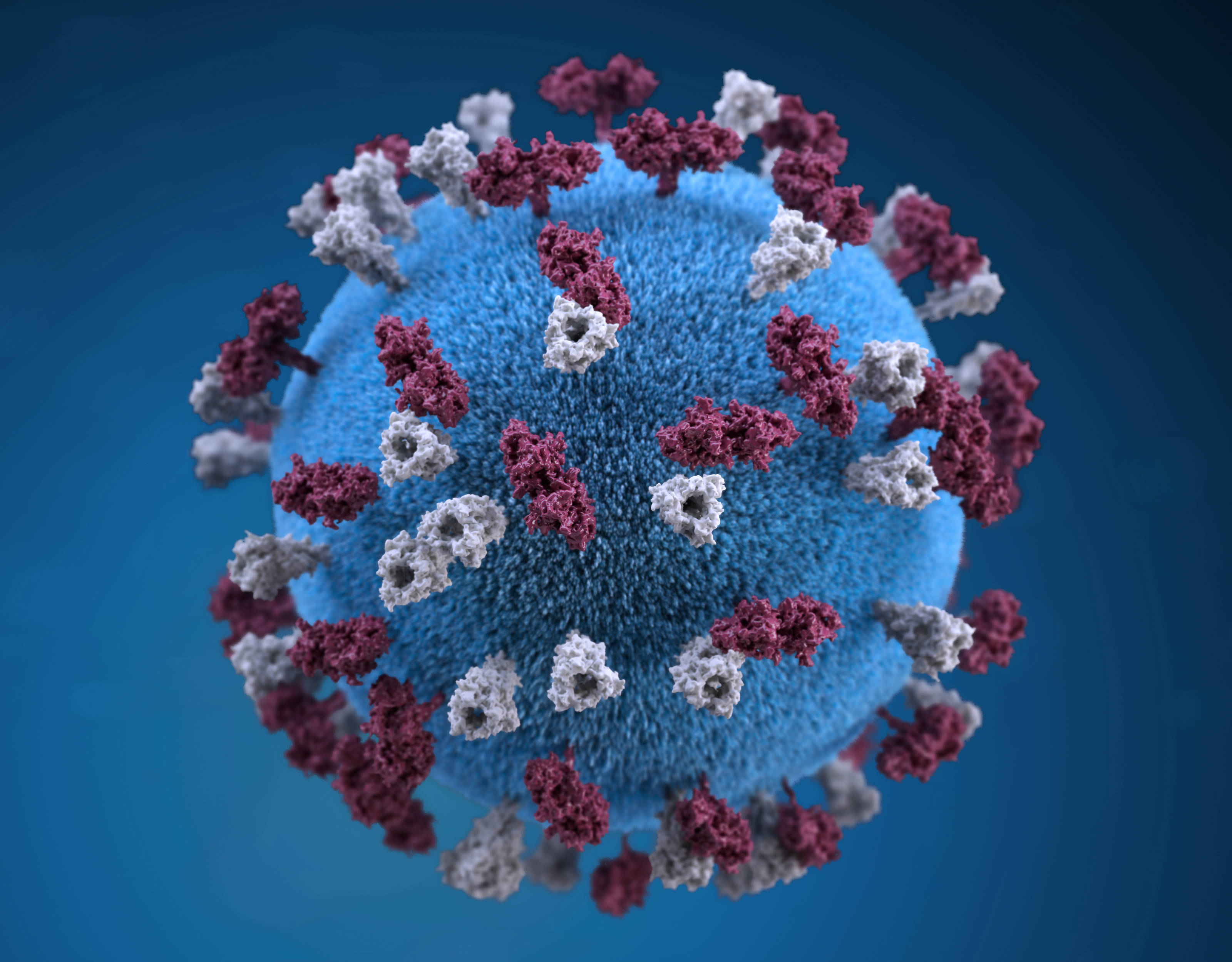 3D virus image, blue virus particle, maroon and gray spike proteins, 2K Desktop Wallpaper