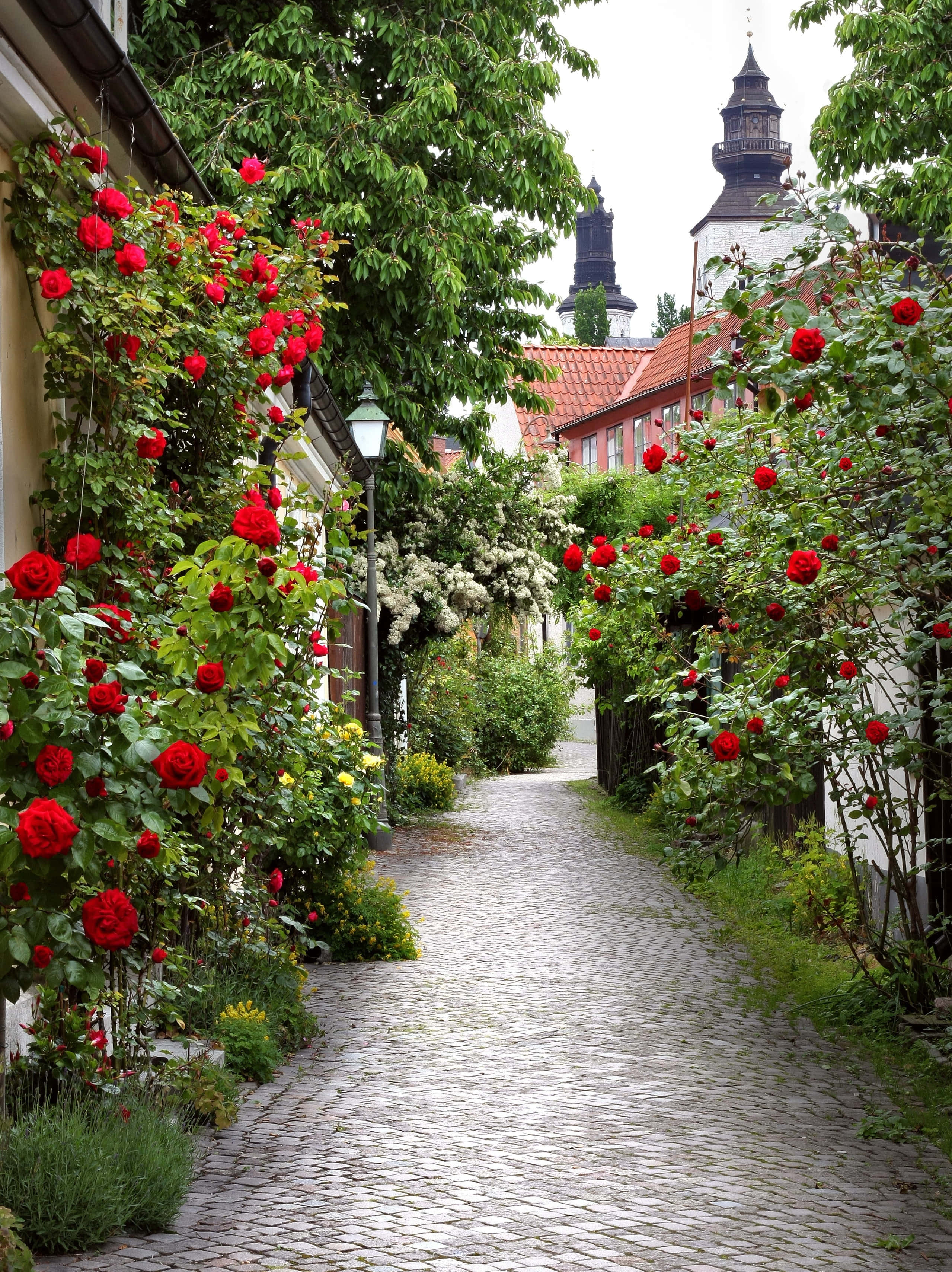 Visby, cobblestone street, roses, 2K Phone Wallpaper