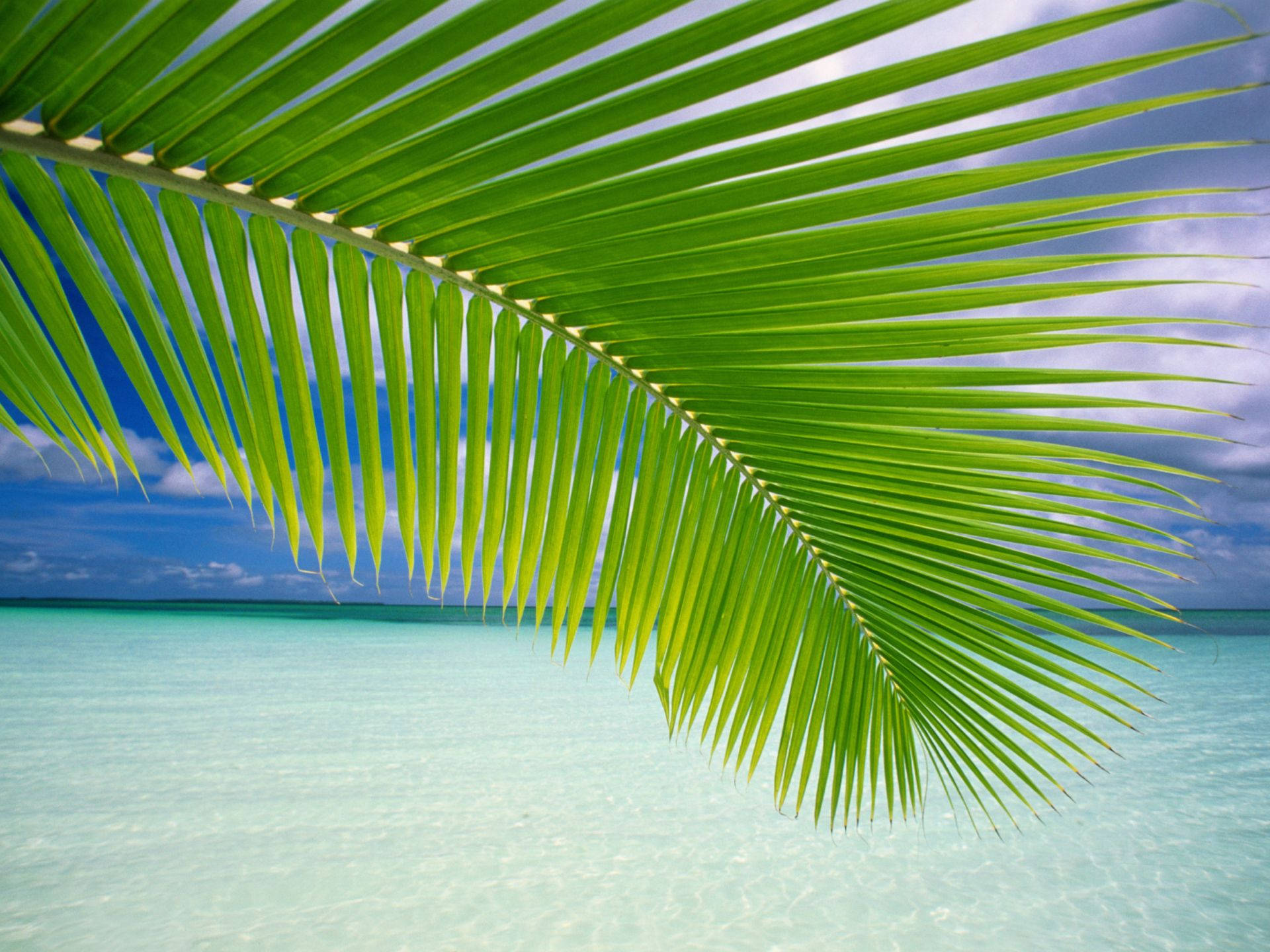 Palm Leaves Windows Vista, vibrant green, turquoise waters, Full HD Desktop Wallpaper