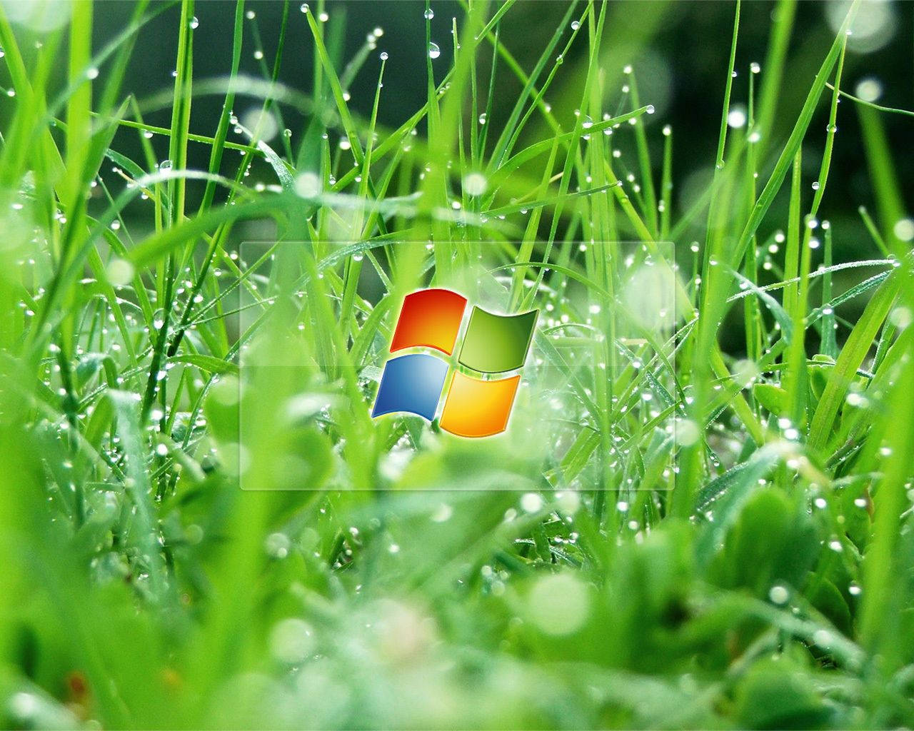 Windows logo, Vista, green grass, HD Desktop Wallpaper