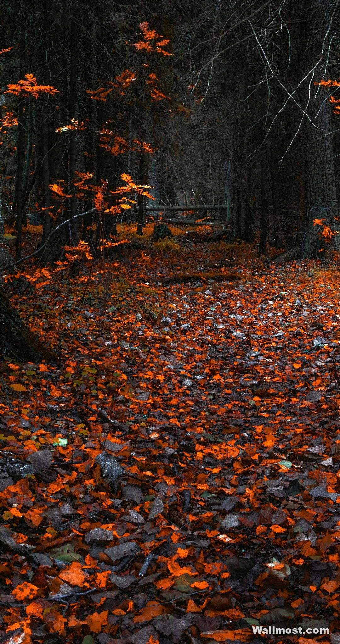 Vivo Y11, autumn leaves, narrow forest path, Full HD Phone Wallpaper