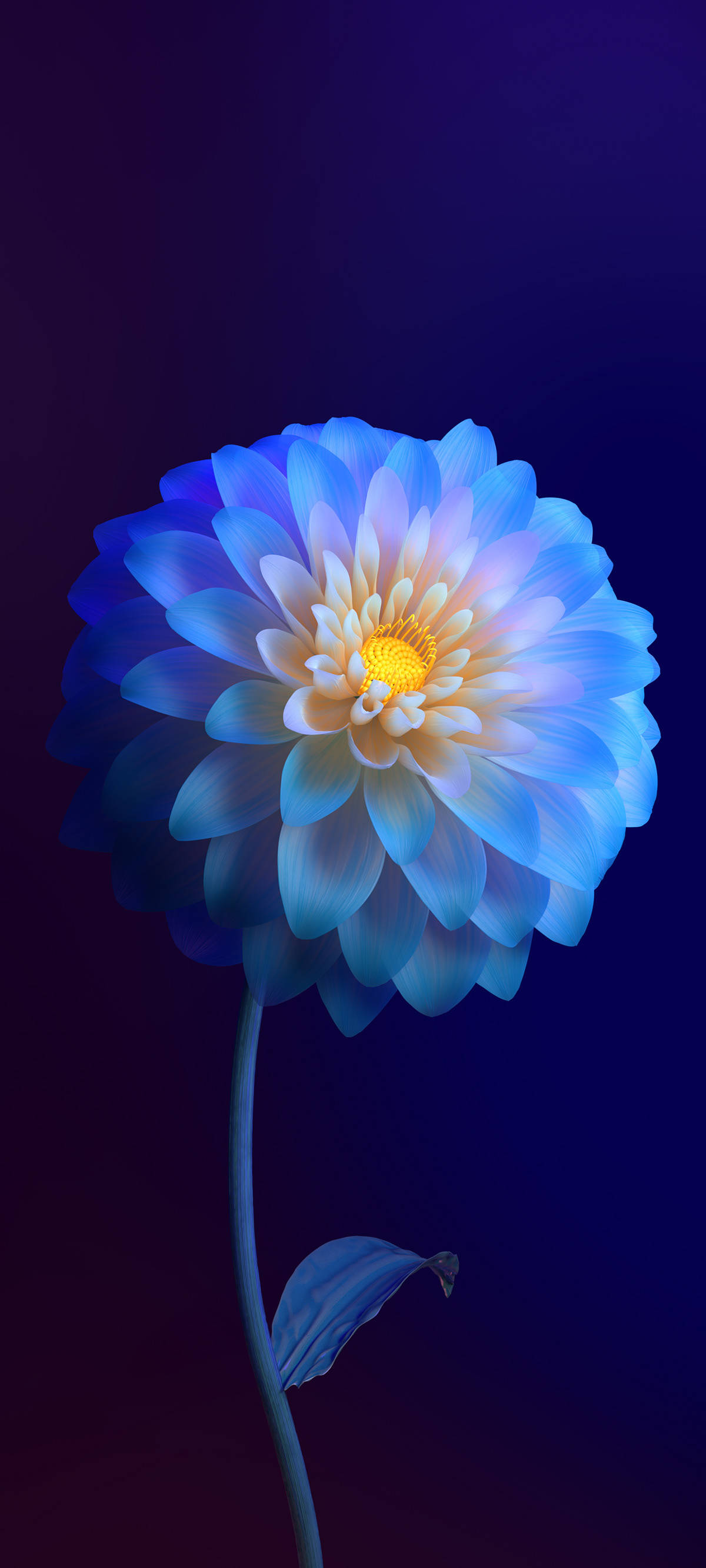 Vivo Y11, blue dahlia, glowing yellow center, 2K Phone Wallpaper