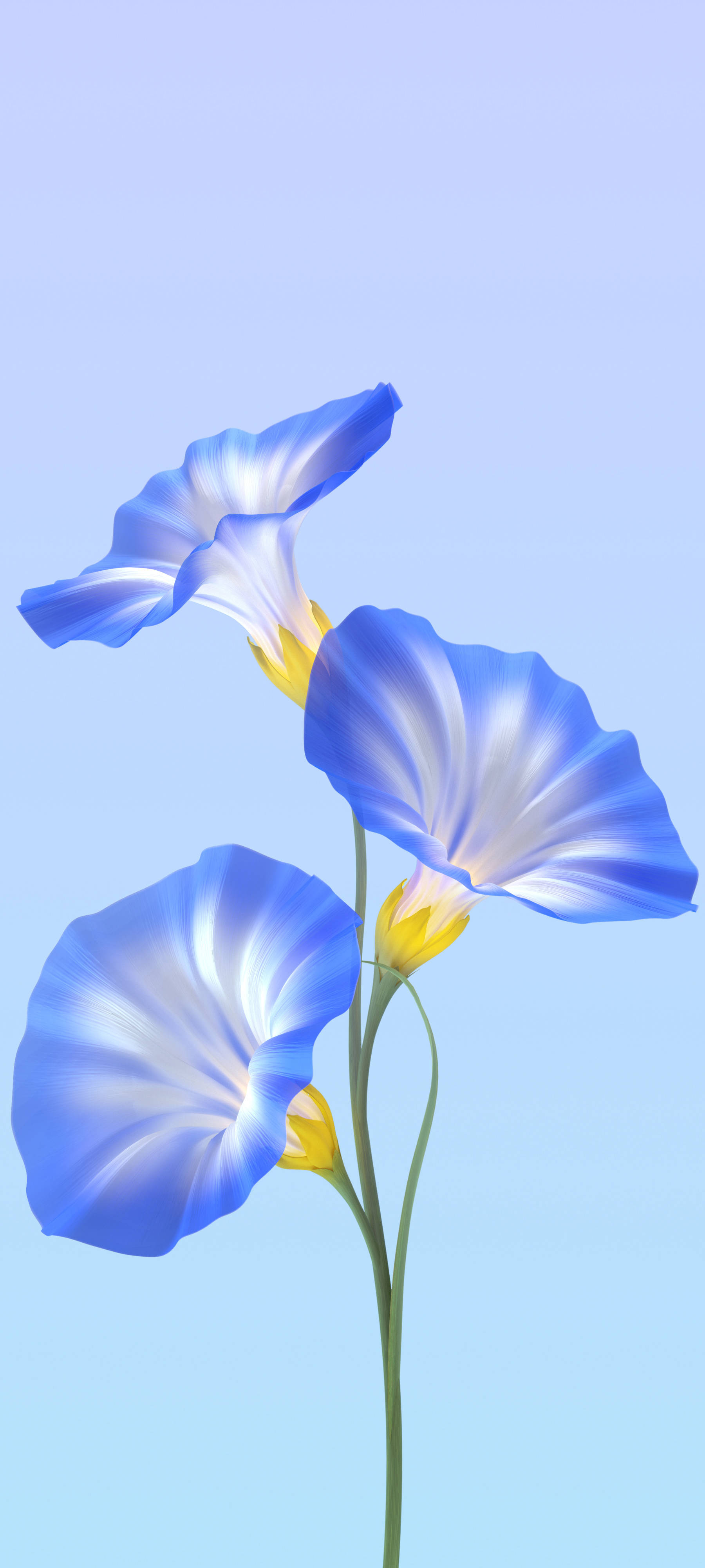 Vivo Y11, blue morning glory flowers, white centers, 4K Phone Wallpaper
