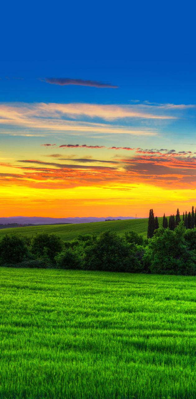 Vivo Y11, wheat fields, fiery sunset sky, HD Phone Wallpaper