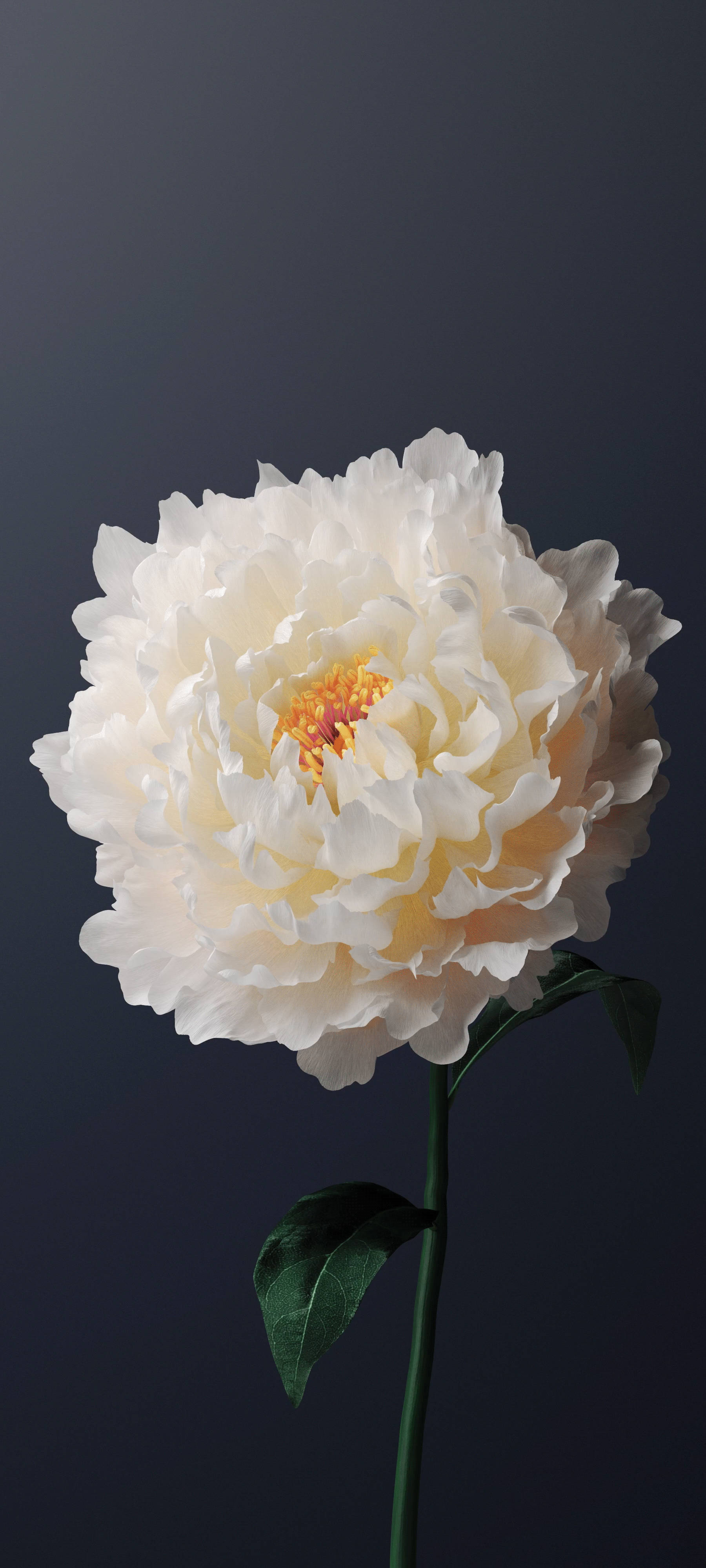 Vivo Y11, white peony flower, creamy white peony, 4K Phone Wallpaper