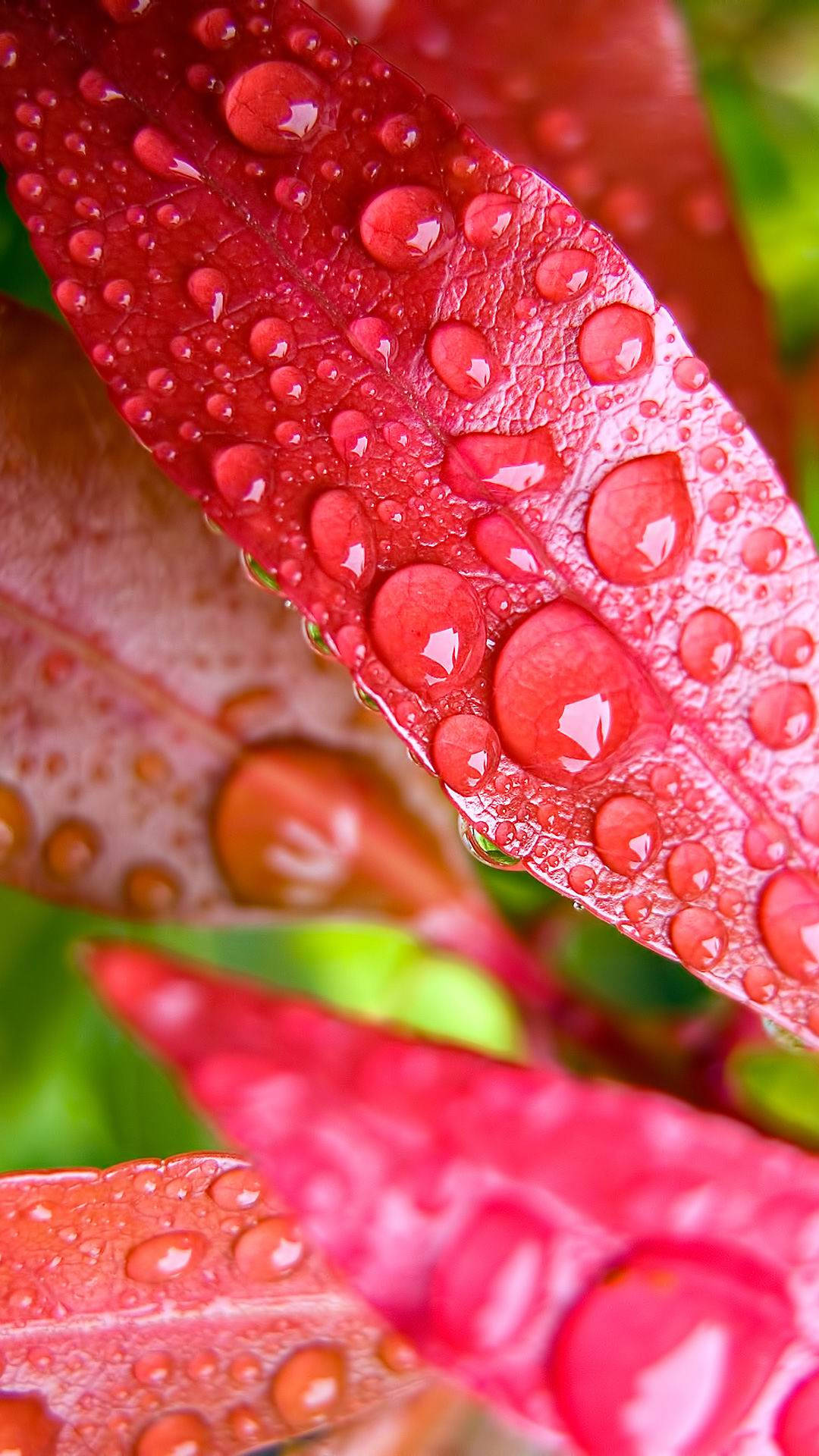 Vivo Y11, water droplets, vibrant red leaves, Full HD Phone Wallpaper